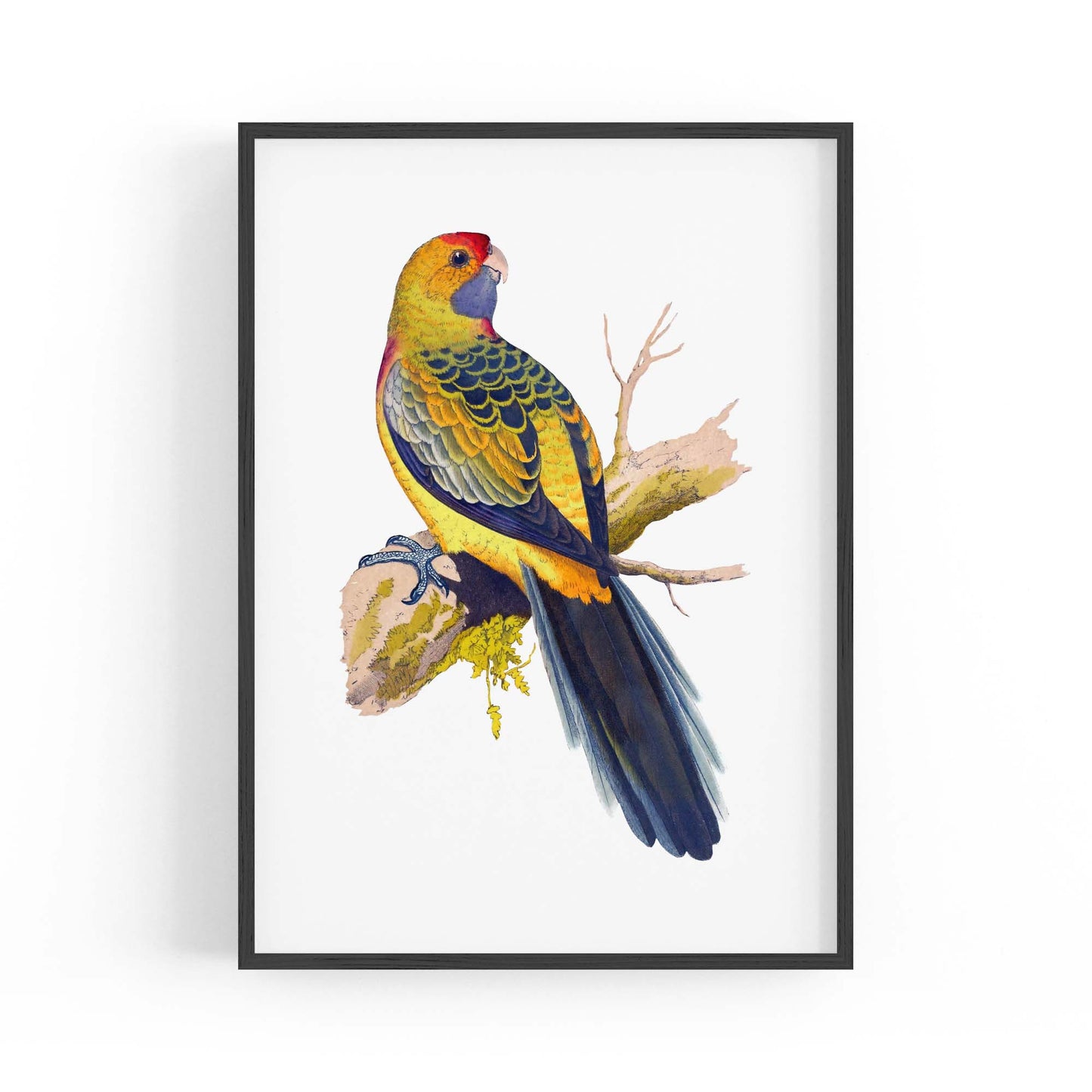 Yellow Rumped Parakeet Exotic Bird Wall Art - The Affordable Art Company