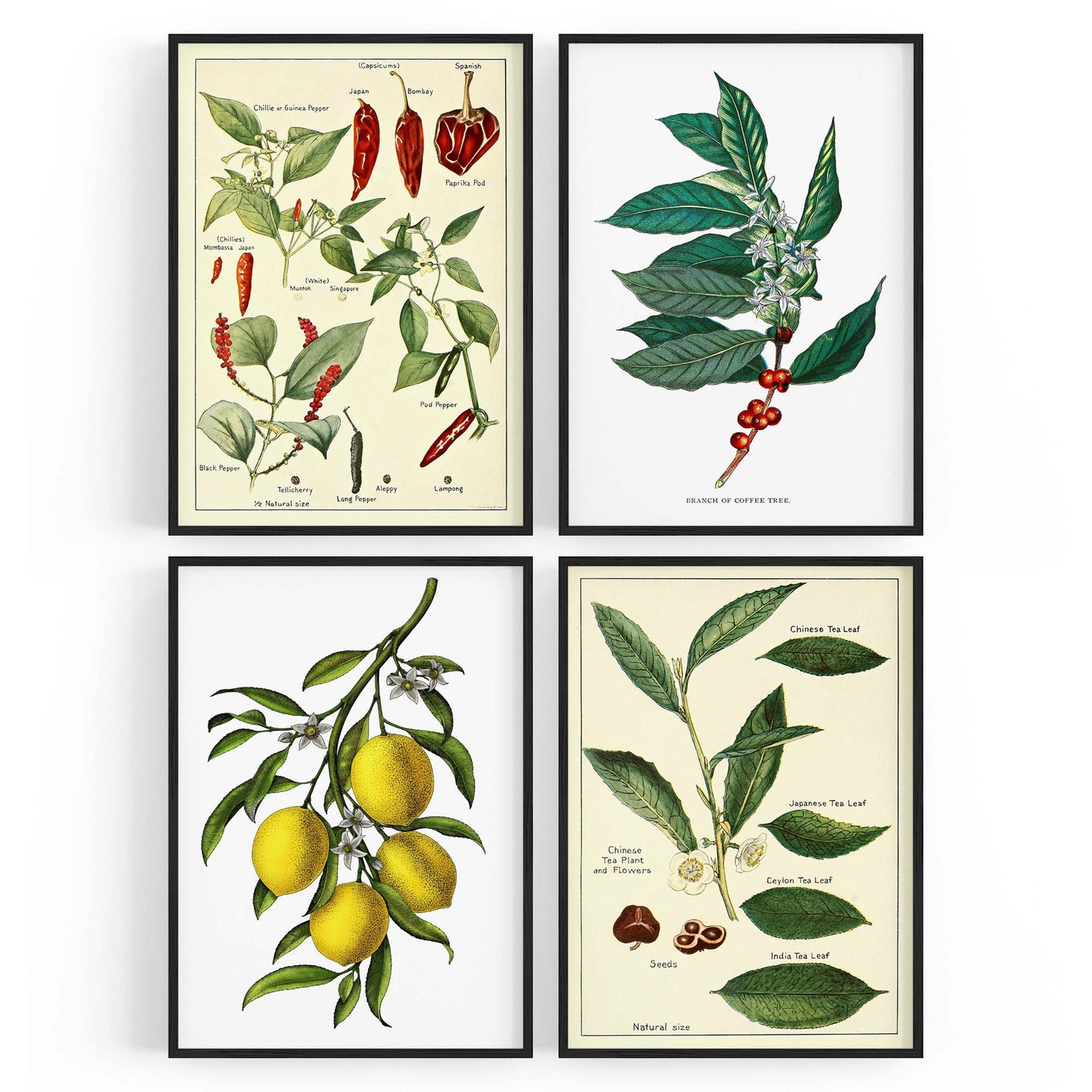 Set of 4 Vintage Botanical Kitchen Food Drawing Wall Art - The Affordable Art Company