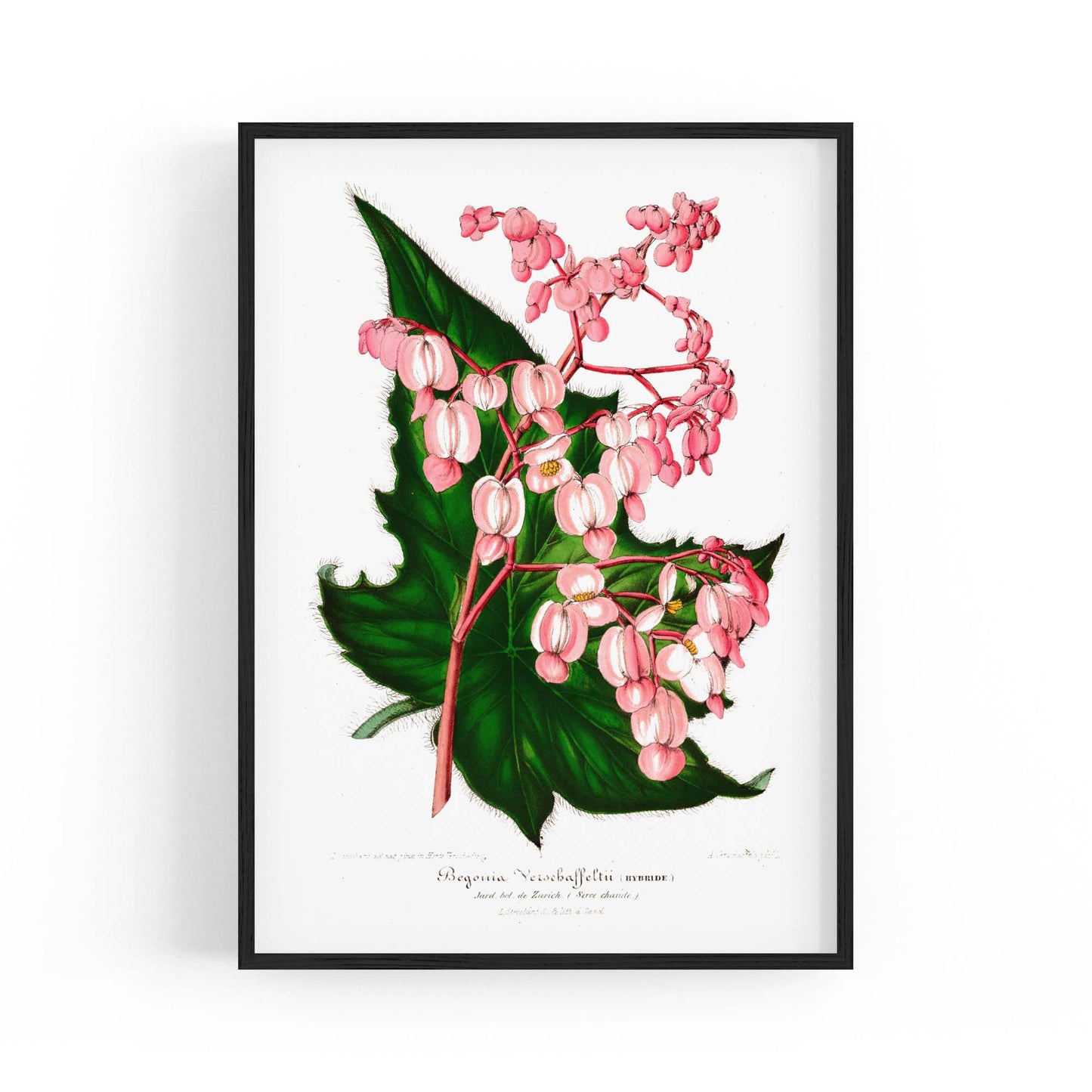 Vintage Pink Flowers Botanical Kitchen Wall Art #1 - The Affordable Art Company