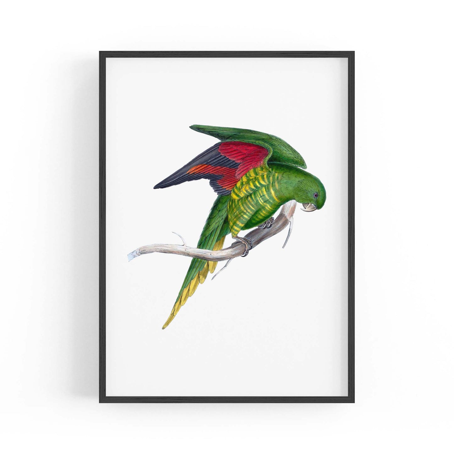 Matons Parakeet Exotic Bird Drawing Wall Art - The Affordable Art Company