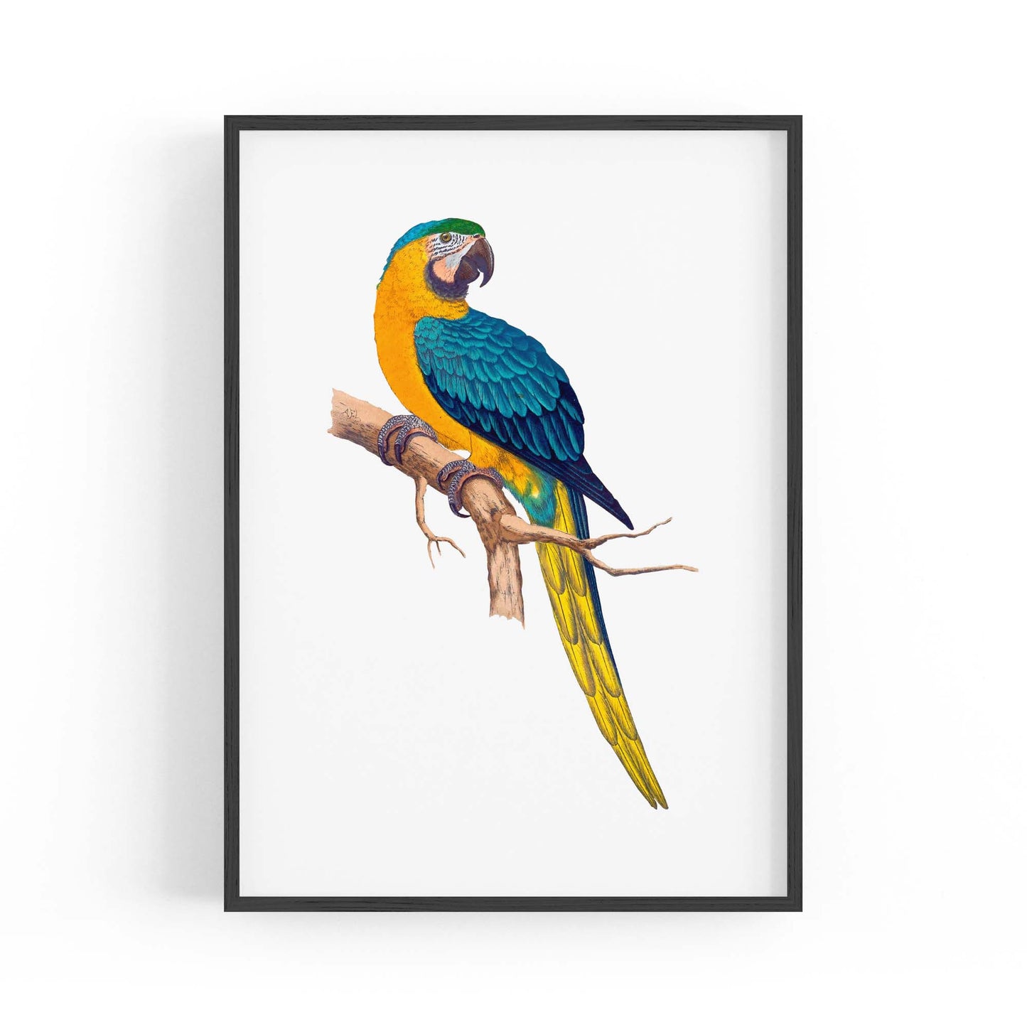 Blue and Yellow Macaw Exotic Bird Drawing Wall Art - The Affordable Art Company