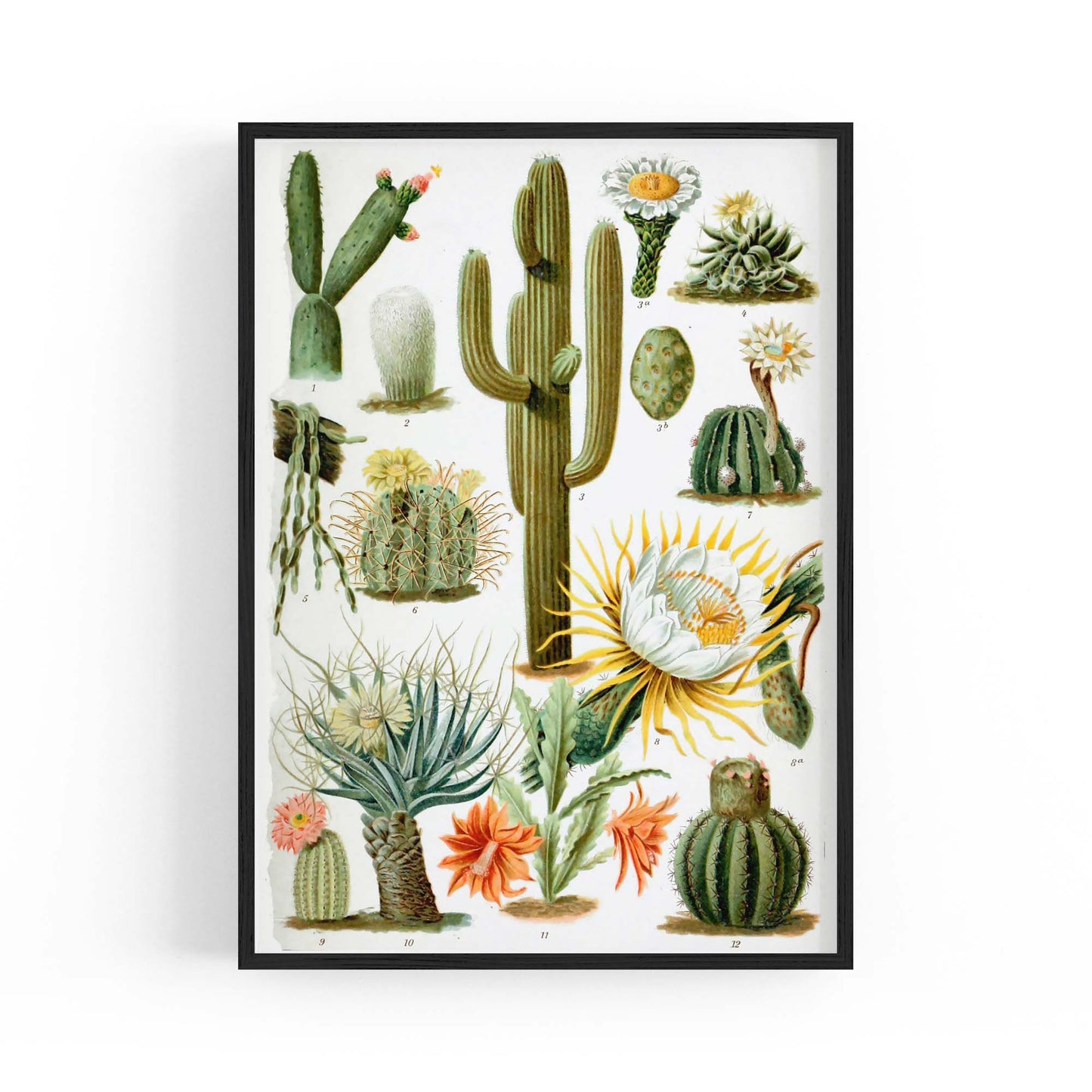 Cactus Botanical Drawing Kitchen Plant Wall Art - The Affordable Art Company