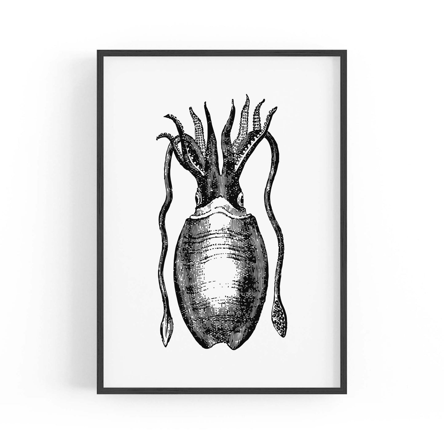 Squid Drawing Black and White Sealife Wall Art - The Affordable Art Company