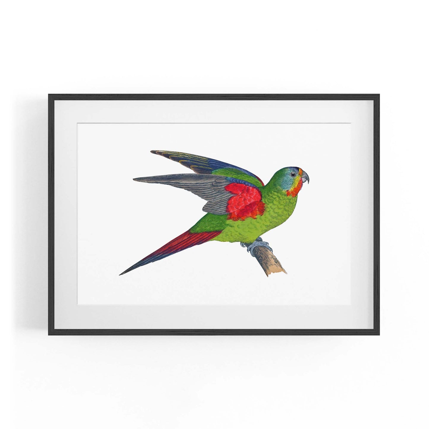 Swift Lorikeet Exotic Bird Drawing Wall Art - The Affordable Art Company