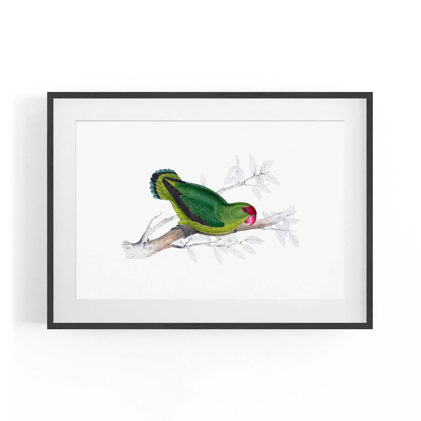 Black-Winged Lovebird Exotic Bird Drawing Wall Art - The Affordable Art Company