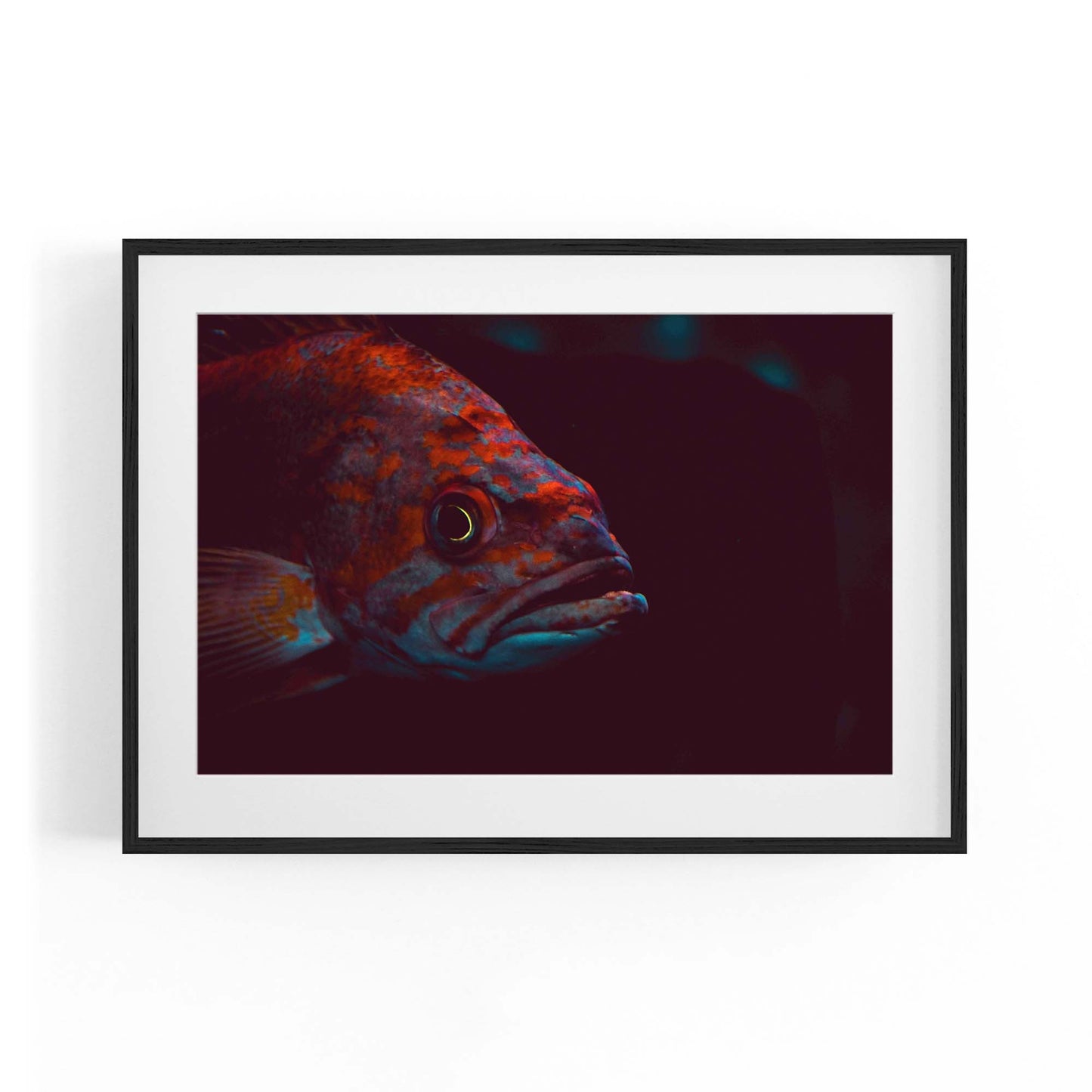 Majestic Fish Minimal Photograph Wall Art - The Affordable Art Company