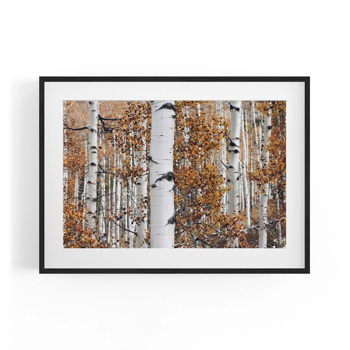 Birch Tree Forest Nature Photograph Wall Art - The Affordable Art Company