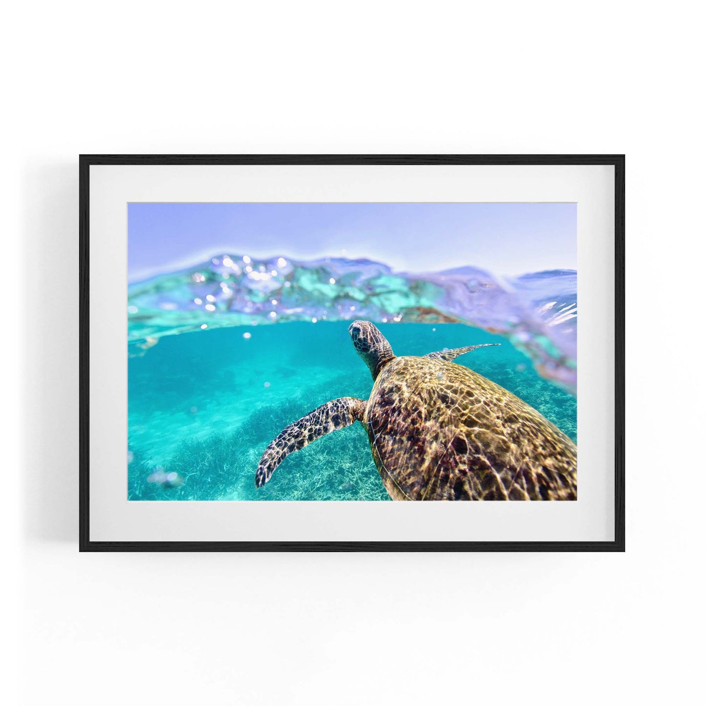 Green Sea Turtle, Ningaloo Reef Photograph Art - The Affordable Art Company