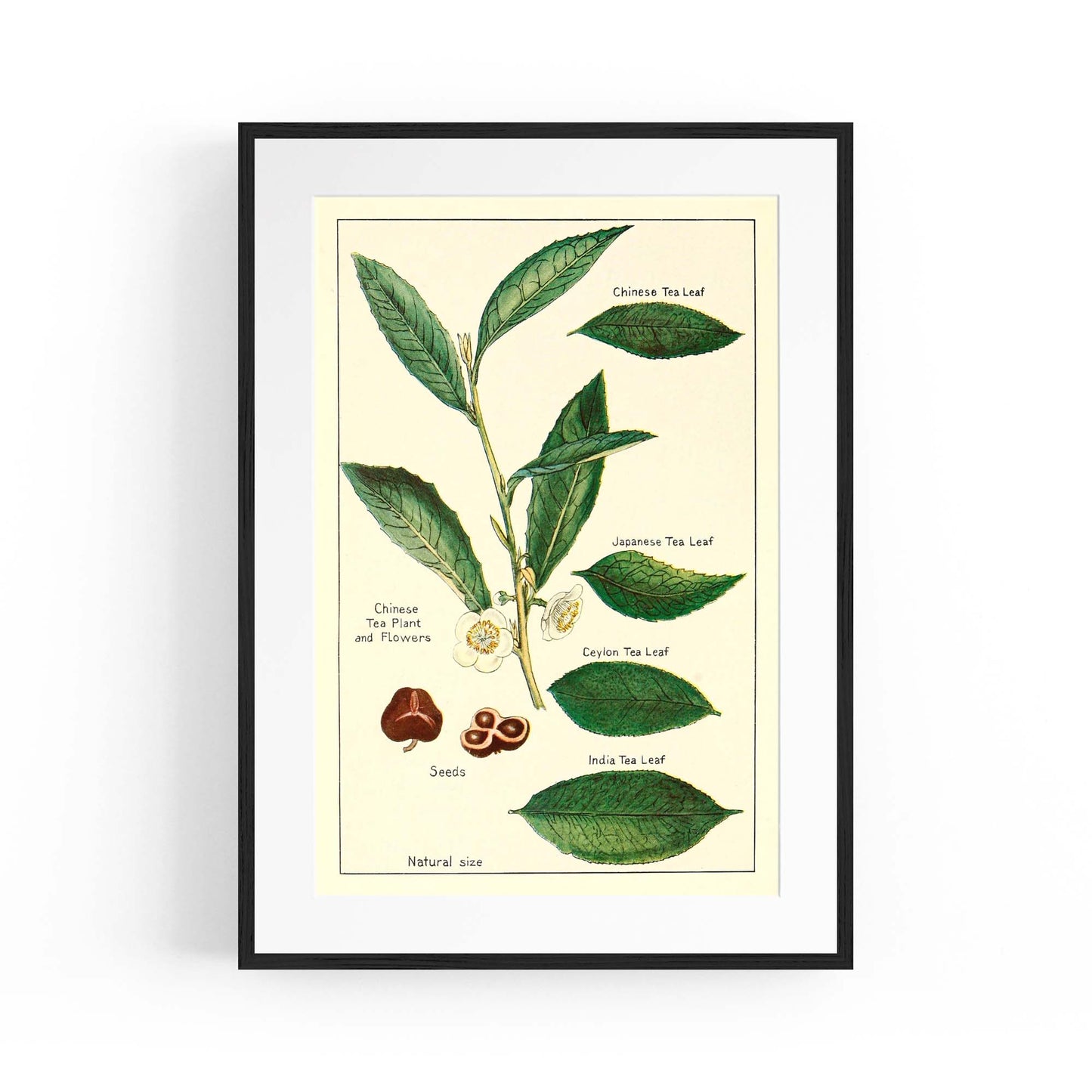Green Tea Botanical Drawing Kitchen Wall Art - The Affordable Art Company