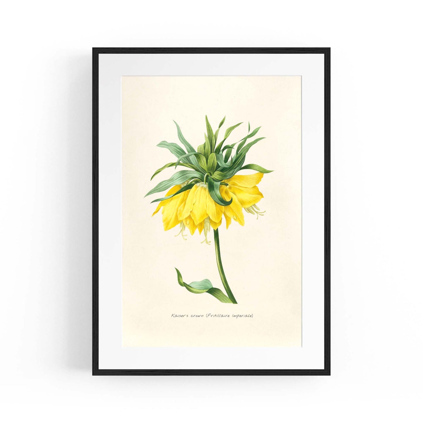 Yellow Flower Vintage Botanical Kitchen Wall Art #1 - The Affordable Art Company
