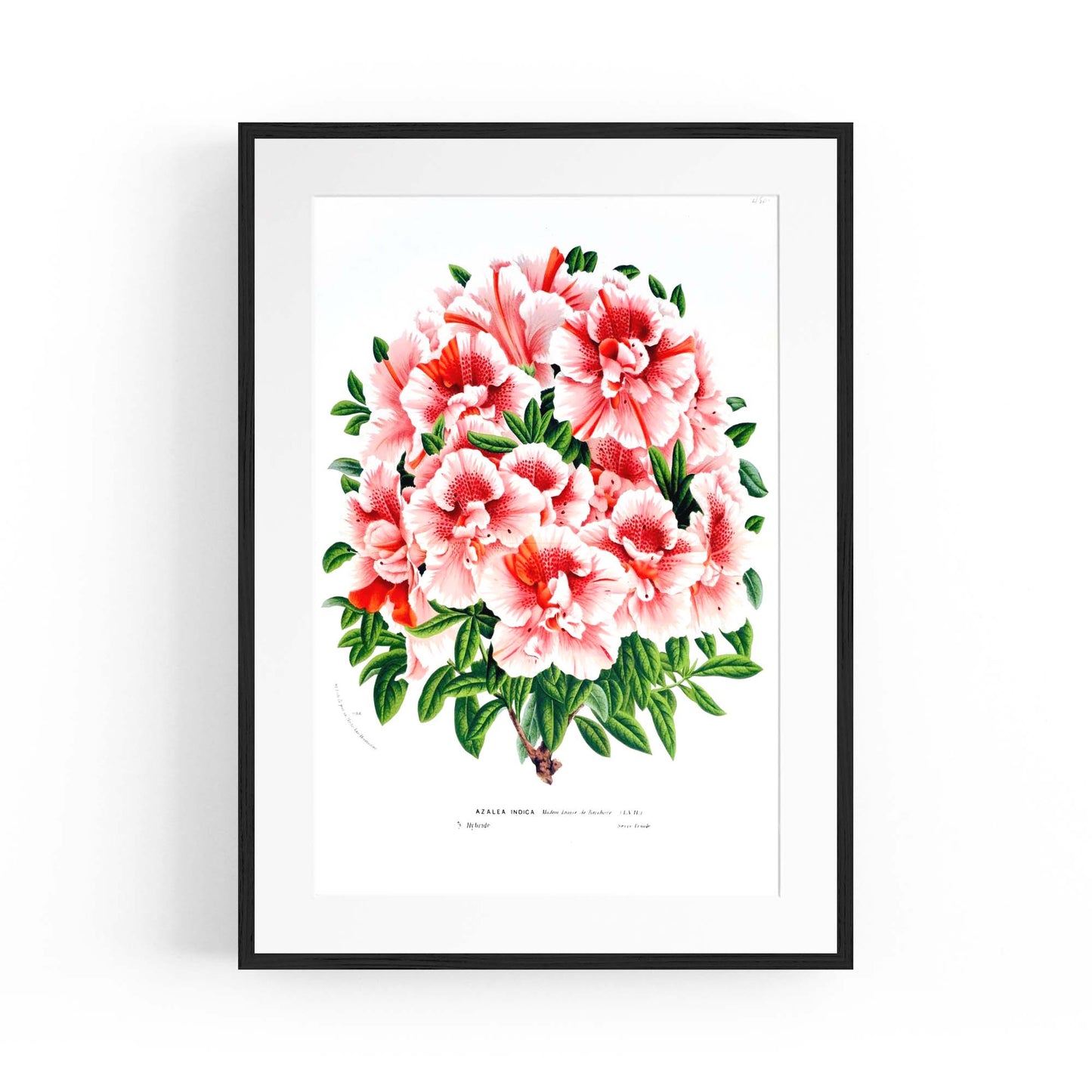 Vintage Pink Azalea Flowers Botanical Kitchen Wall Art #2 - The Affordable Art Company