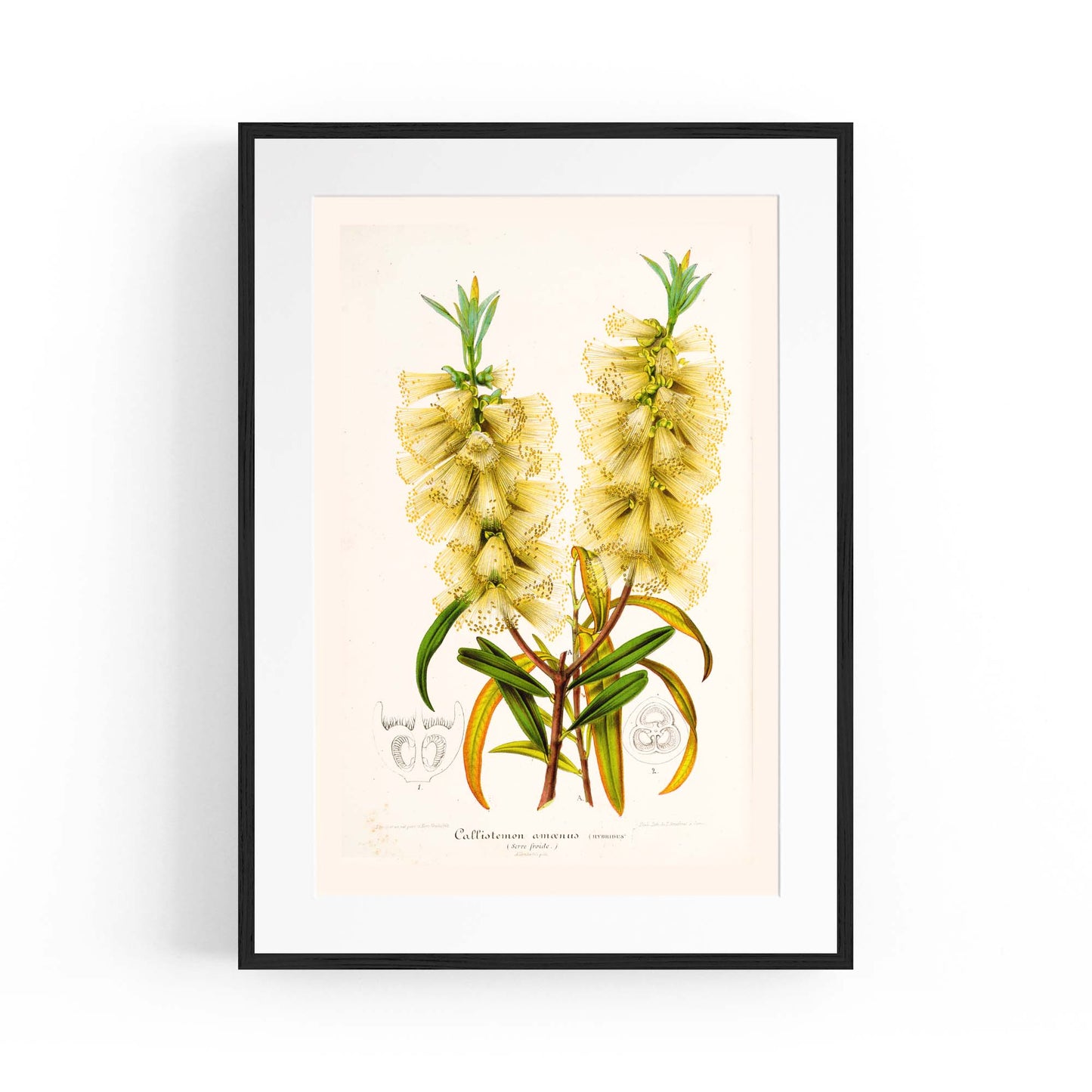Yellow Flower Vintage Botanical Kitchen Wall Art #4 - The Affordable Art Company