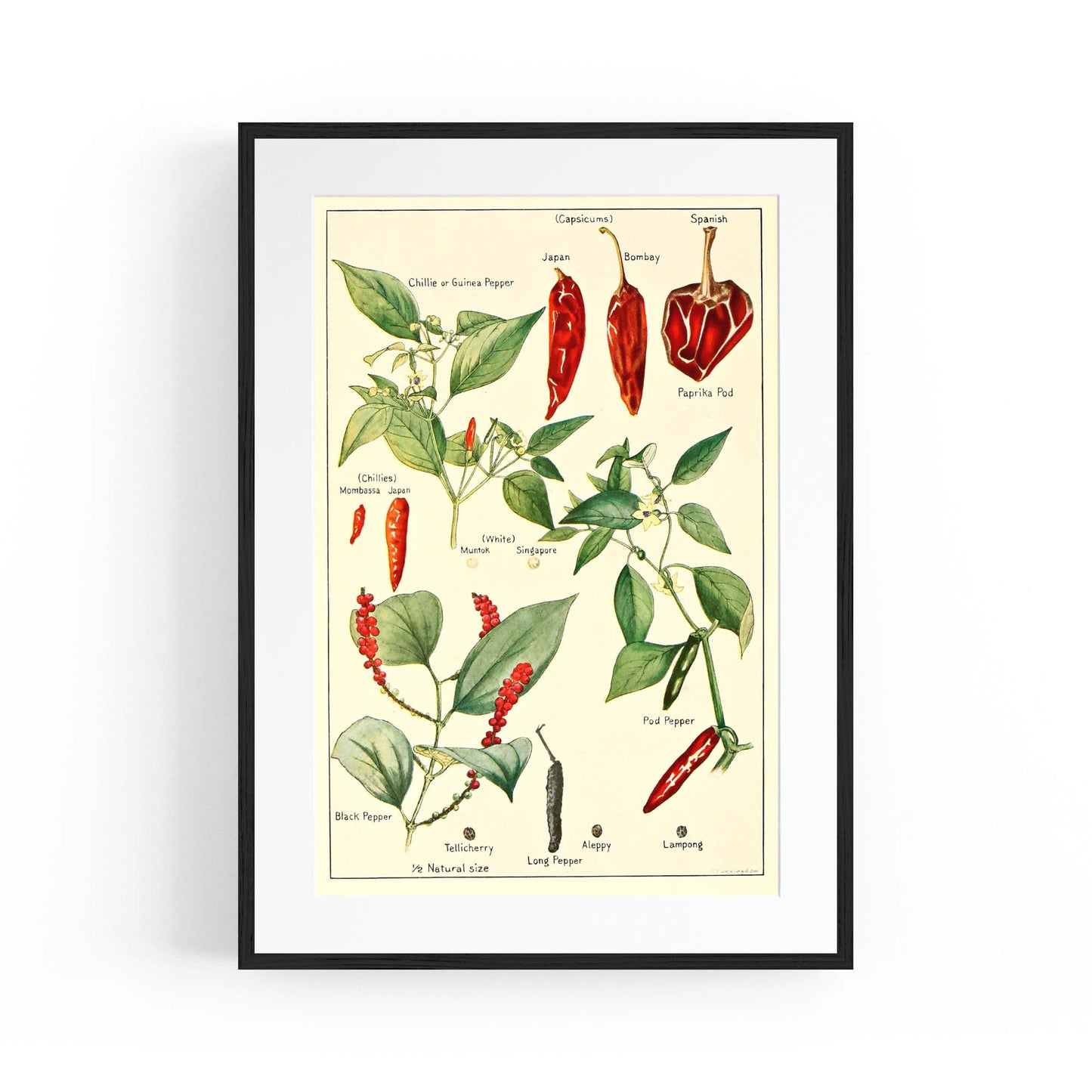 Chilli Botanical Drawing Kitchen Food Wall Art - The Affordable Art Company