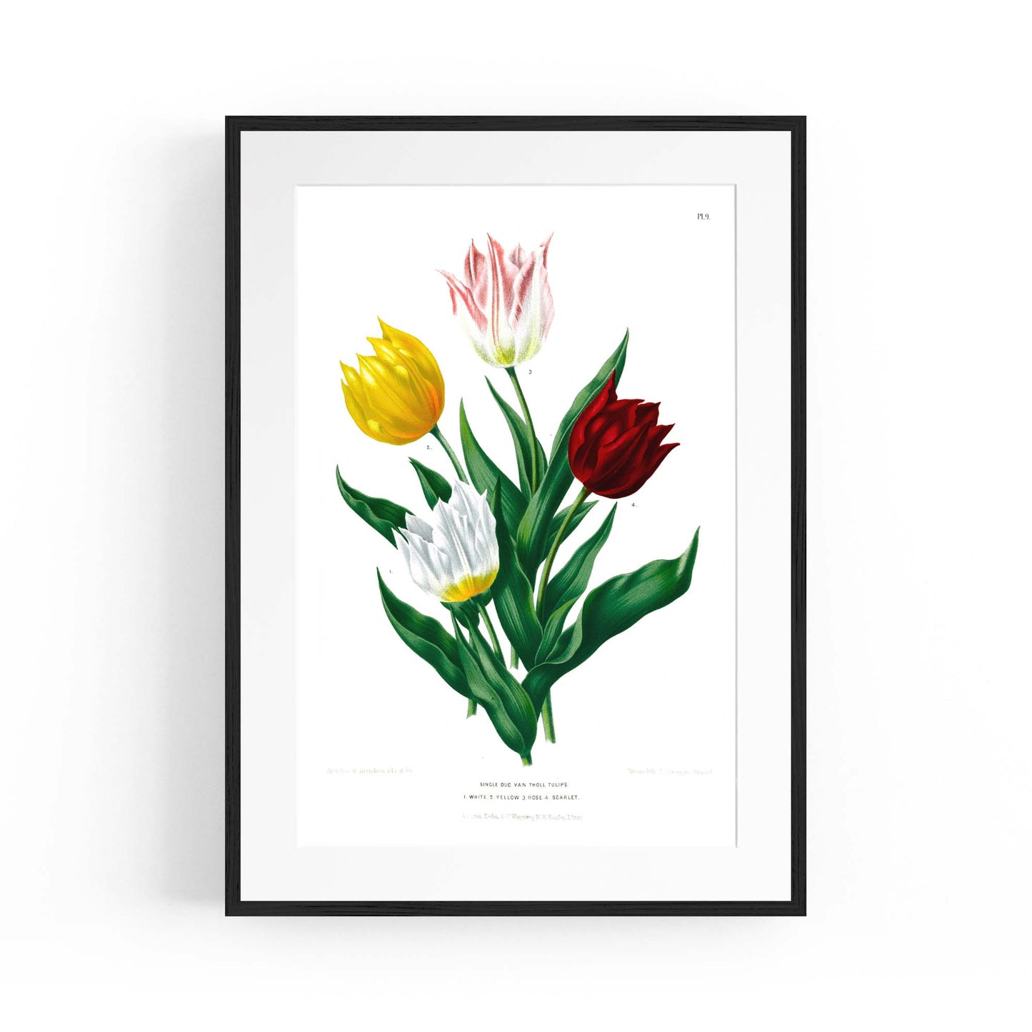 Tulip Botanical Vintage Kitchen Wall Art - The Affordable Art Company