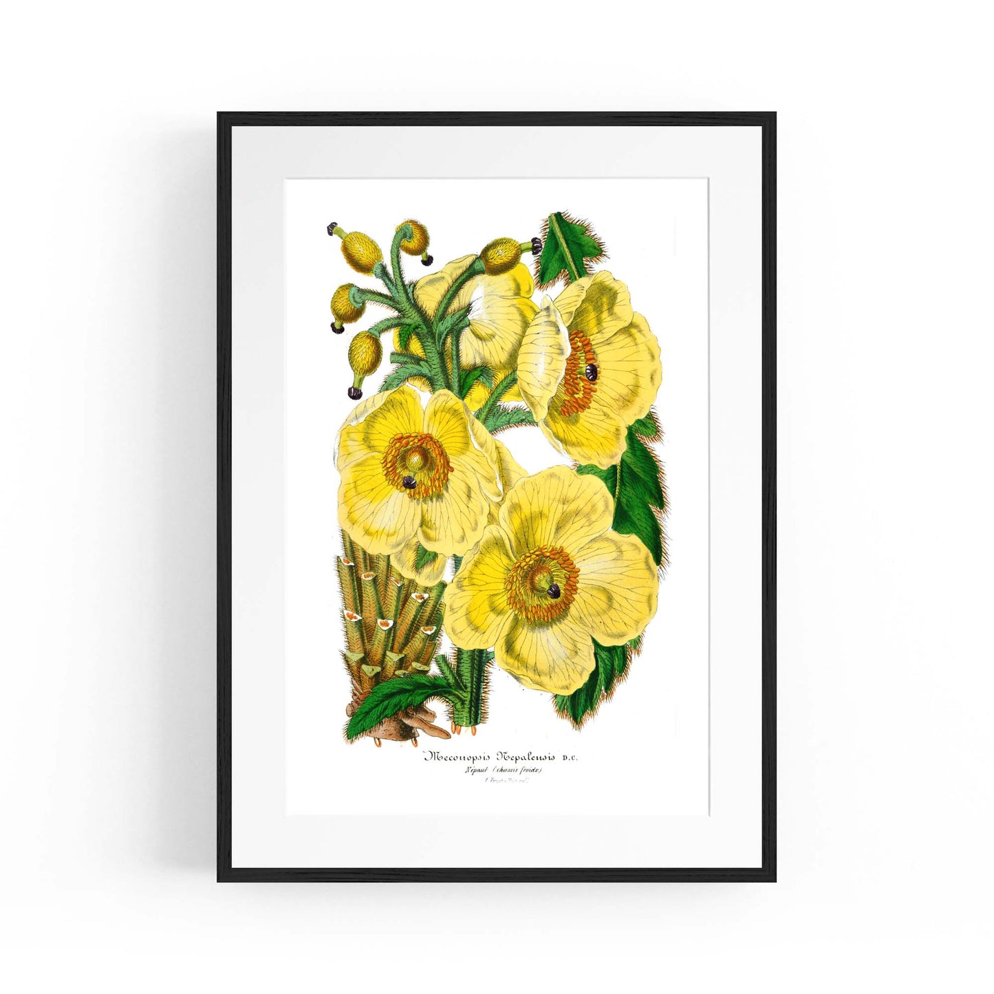 Yellow Flower Vintage Botanical Kitchen Wall Art #3 - The Affordable Art Company