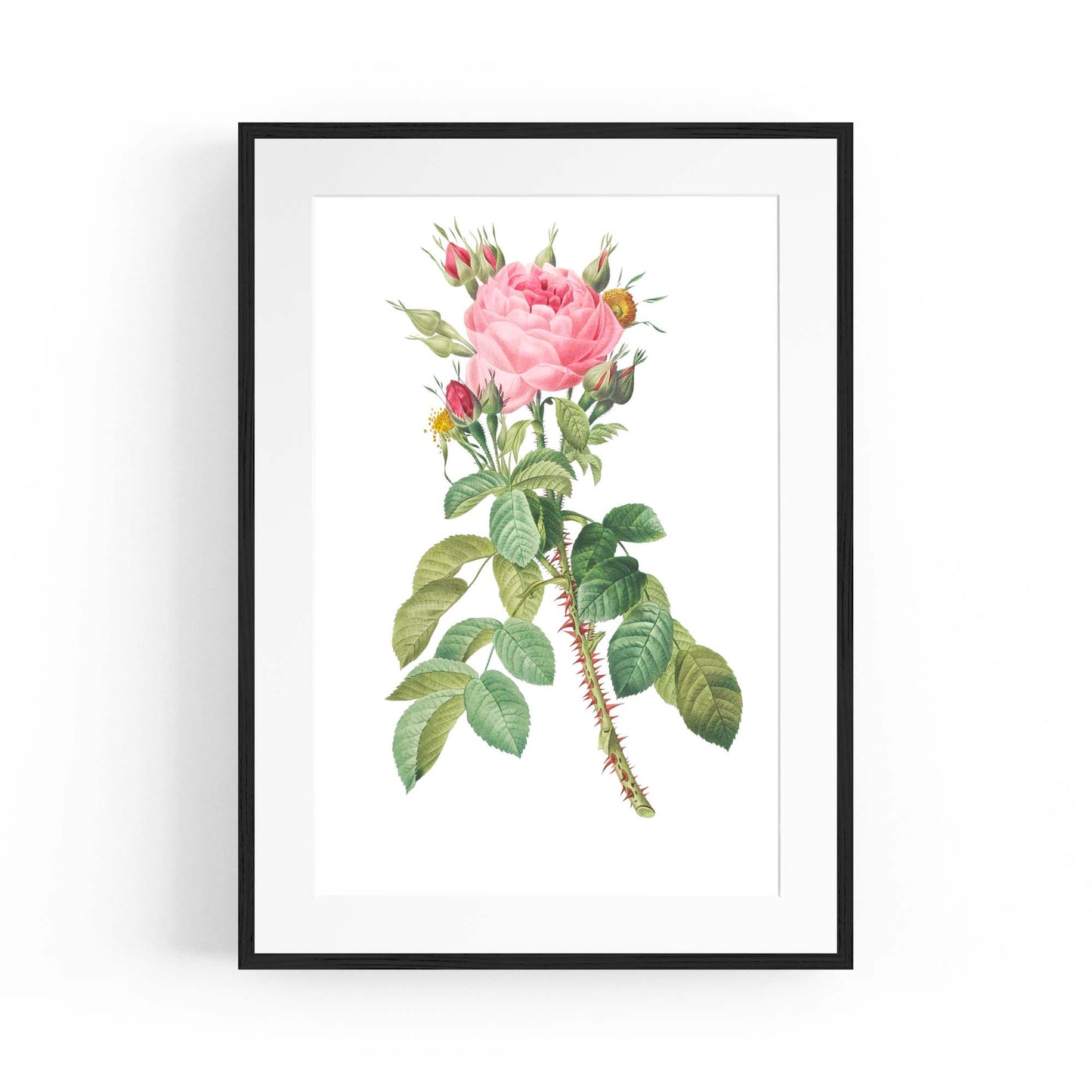 Rose Flower Botanical Drawing Kitchen Wall Art - The Affordable Art Company