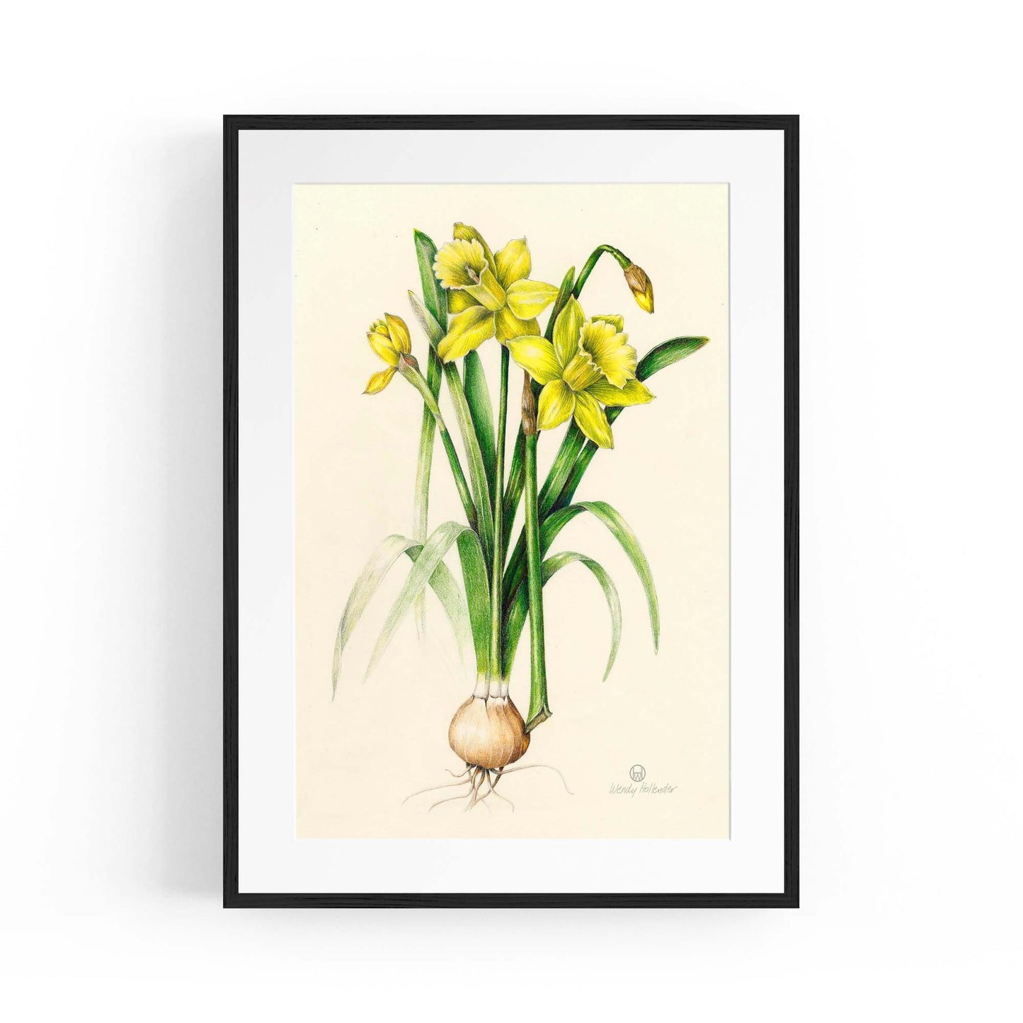 Daffodil Flower Botanical Drawing Kitchen Wall Art - The Affordable Art Company
