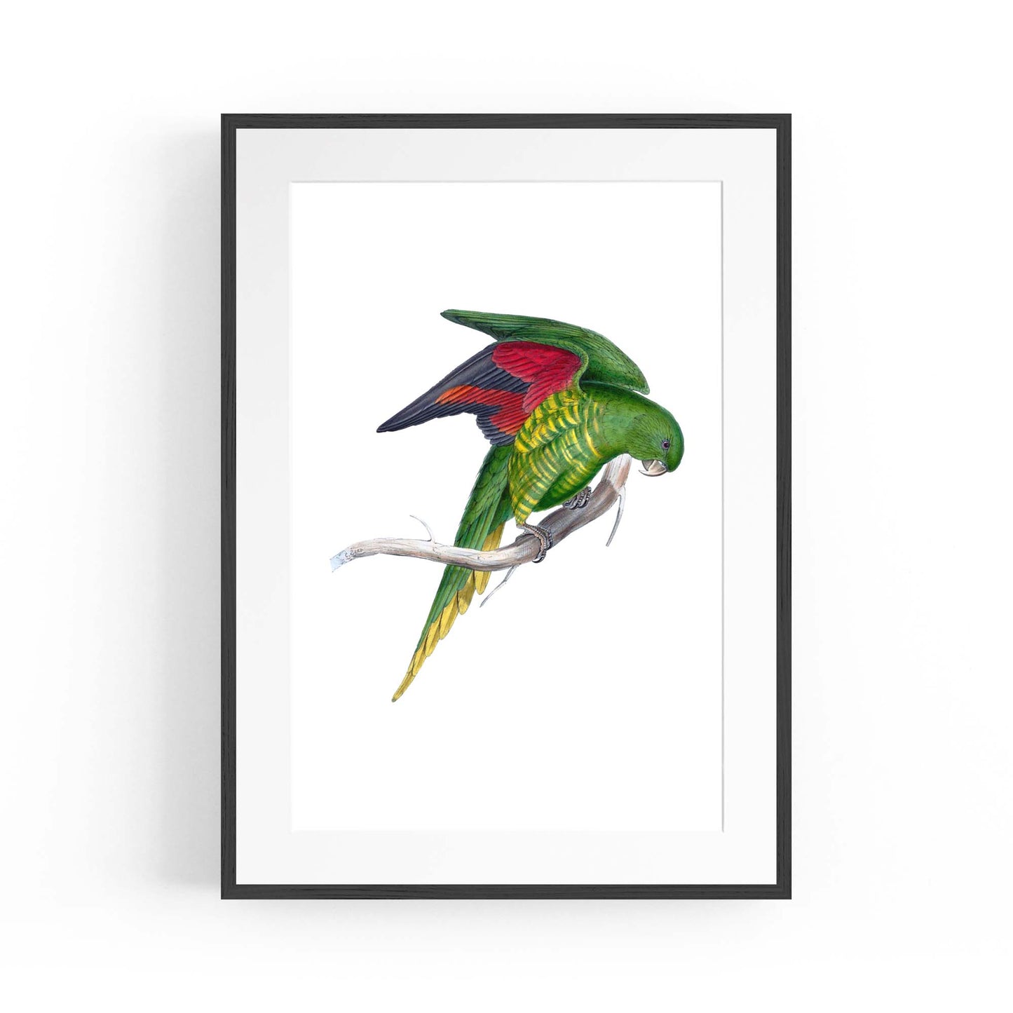 Matons Parakeet Exotic Bird Drawing Wall Art - The Affordable Art Company