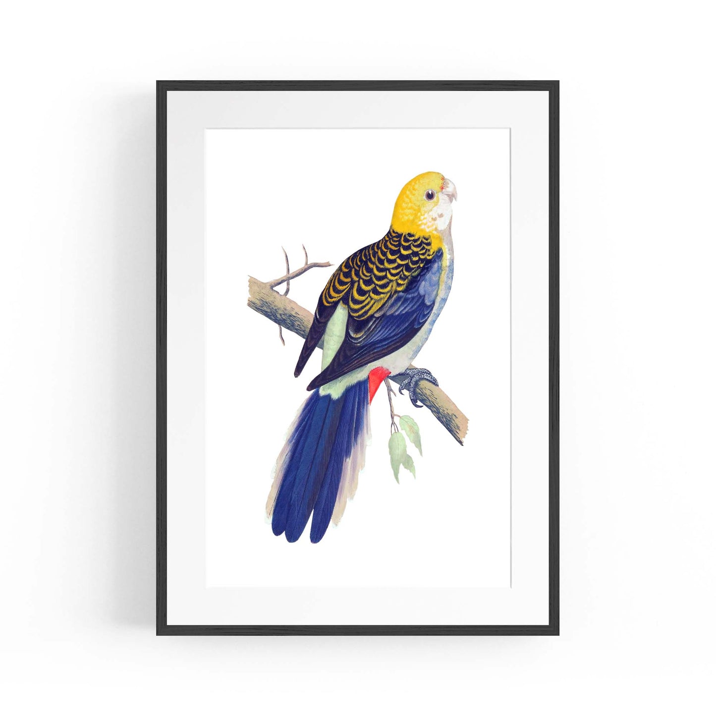 Pale Headed Rosella Exotic Bird Drawing Wall Art - The Affordable Art Company