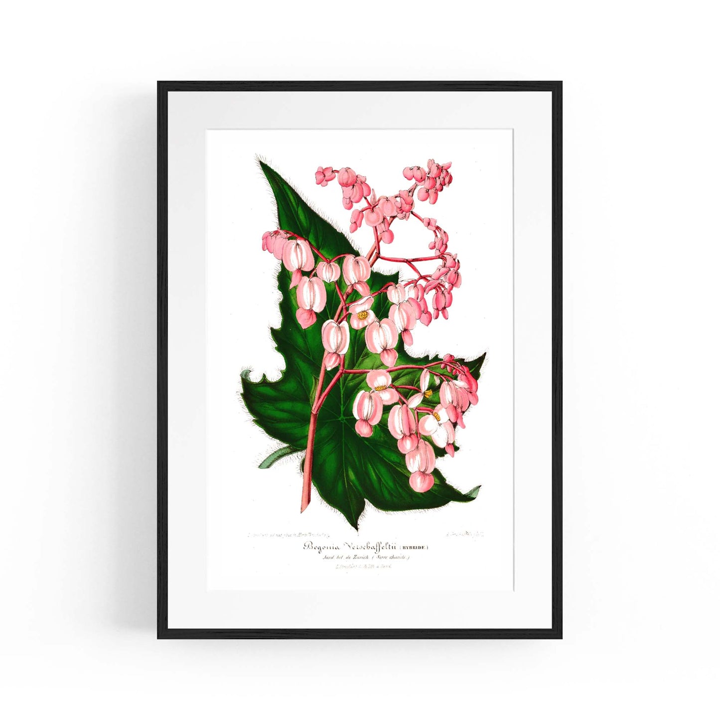 Vintage Pink Flowers Botanical Kitchen Wall Art #1 - The Affordable Art Company