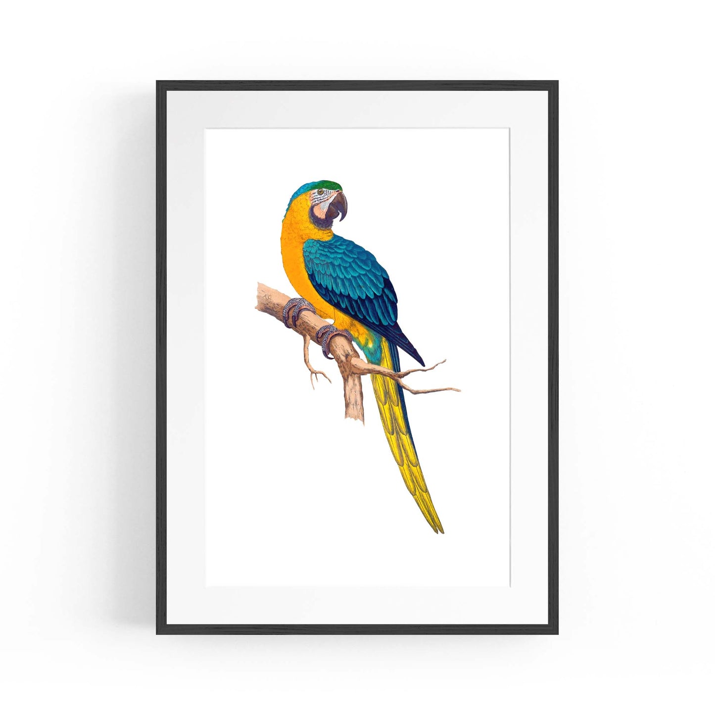 Blue and Yellow Macaw Exotic Bird Drawing Wall Art - The Affordable Art Company