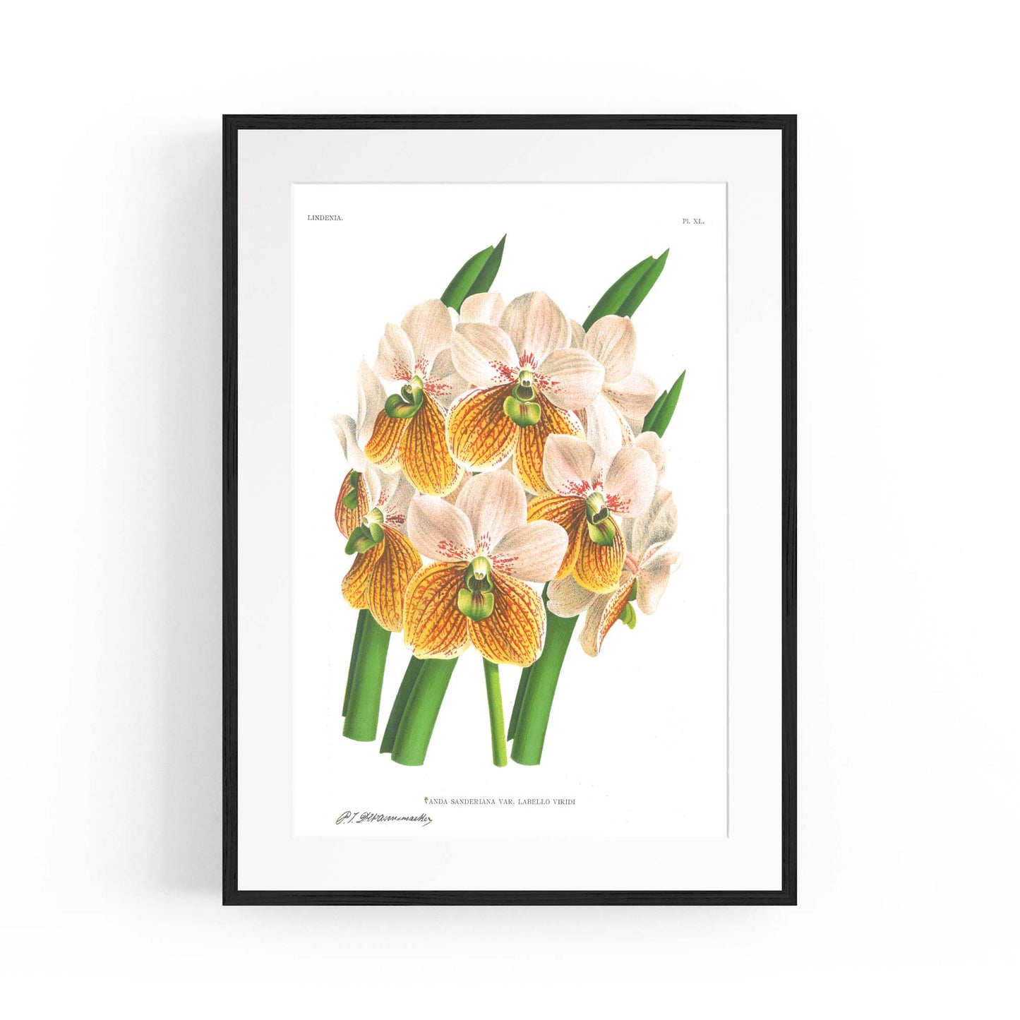 Yellow Flower Vintage Botanical Kitchen Wall Art #2 - The Affordable Art Company