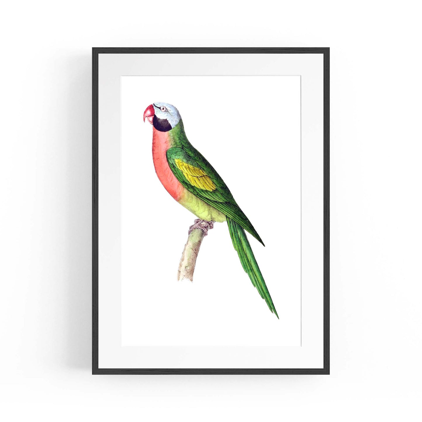 Moustached Parakeet Exotic Bird Drawing Wall Art - The Affordable Art Company