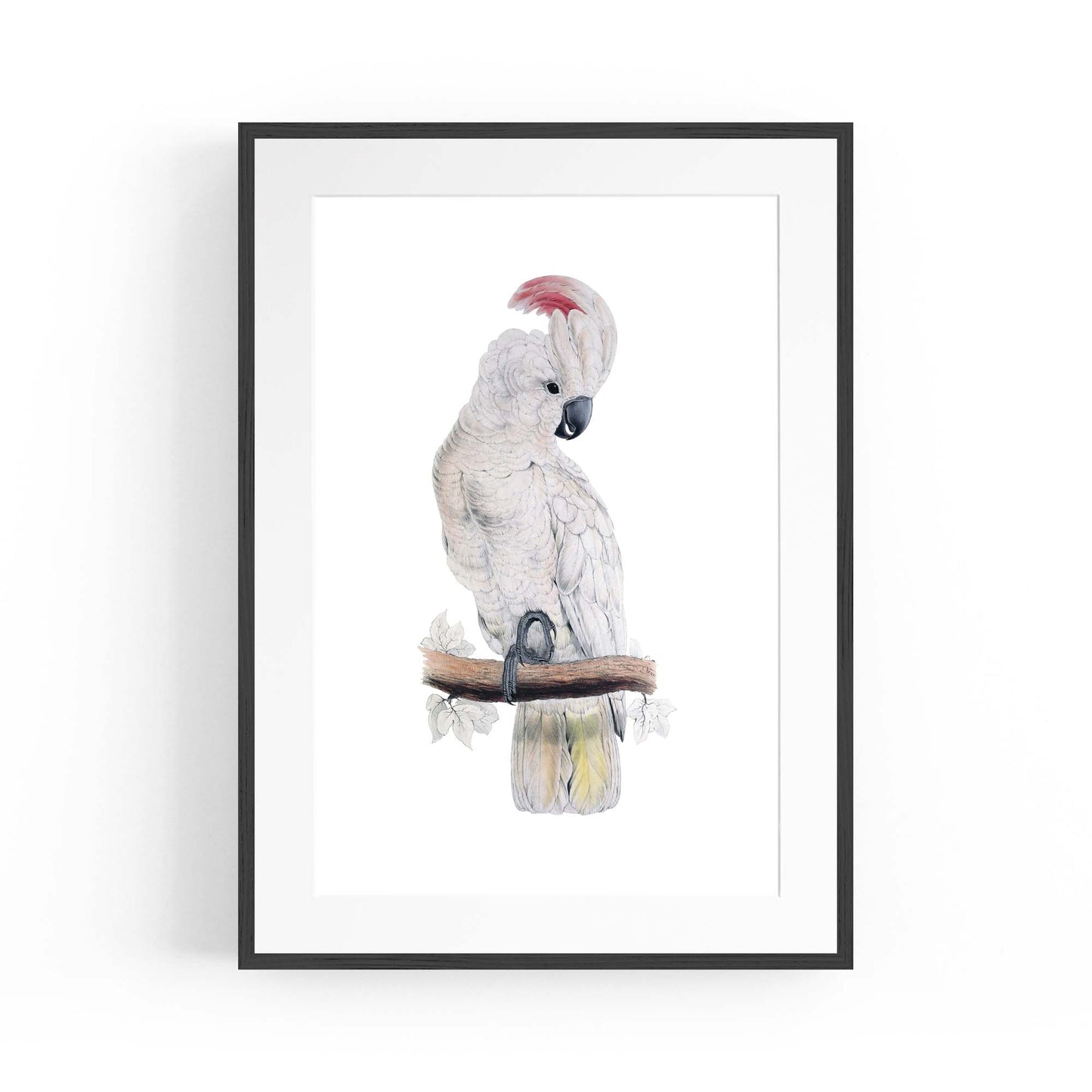 Salmon Crested Cockatoo Exotic Bird Wall Art - The Affordable Art Company