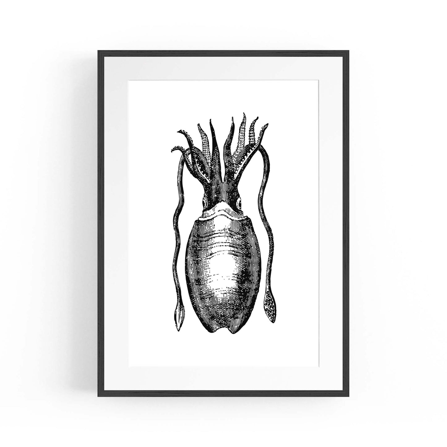 Squid Drawing Black and White Sealife Wall Art - The Affordable Art Company