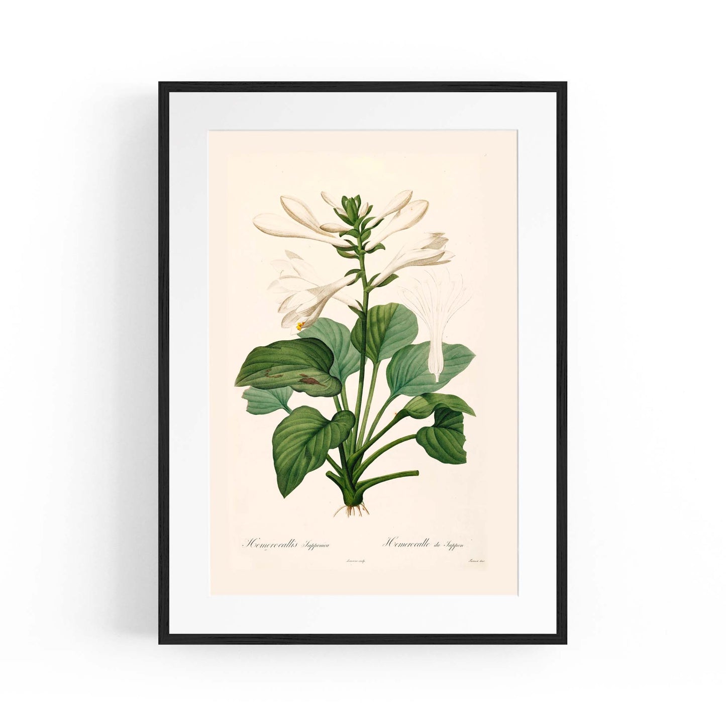 White Flower Vintage Botanical Kitchen Wall Art #2 - The Affordable Art Company