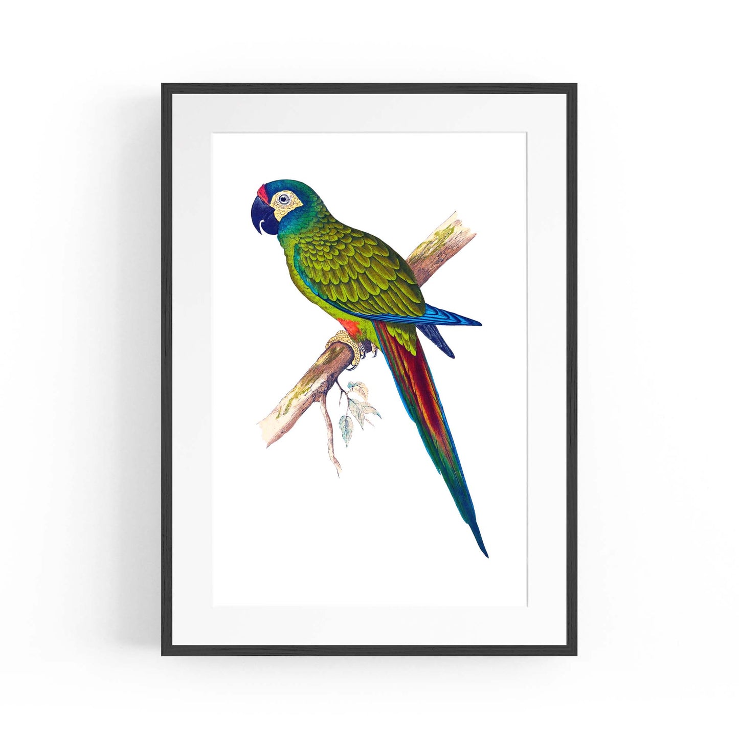 Blue-Winged Macaw Exotic Bird Drawing Wall Art - The Affordable Art Company