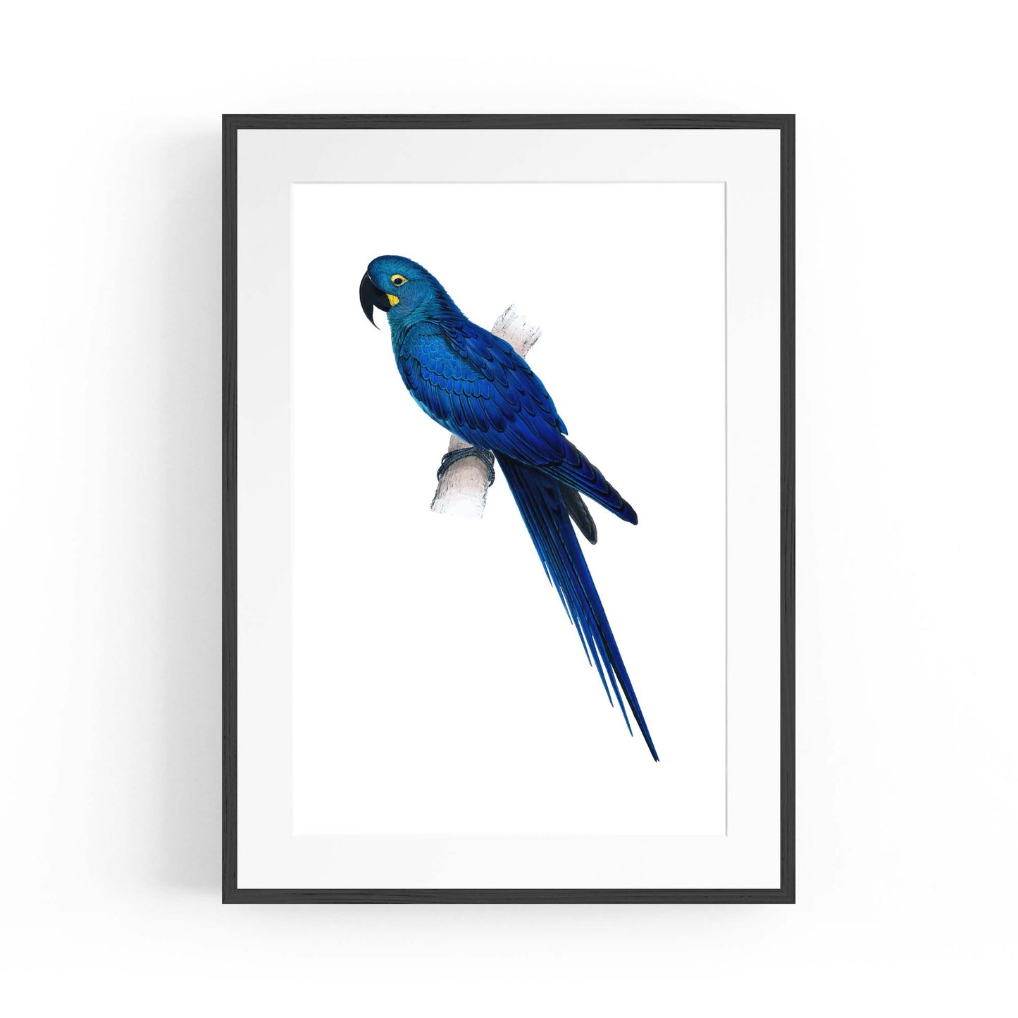 Hyacinth Macaw Blue Exotic Bird Drawing Wall Art - The Affordable Art Company