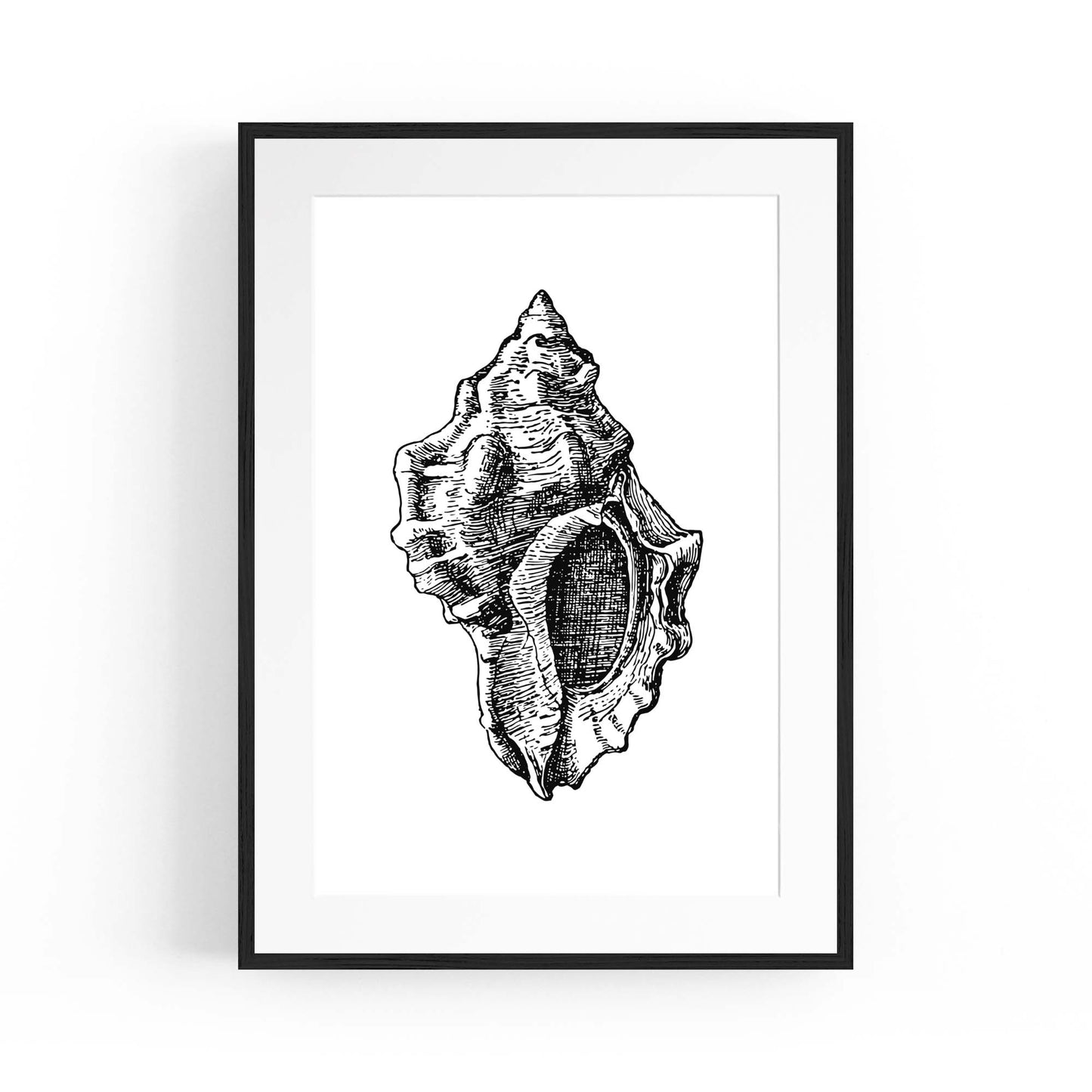 Sea Shell Drawing Coastal Nautical Theme Wall Art - The Affordable Art Company