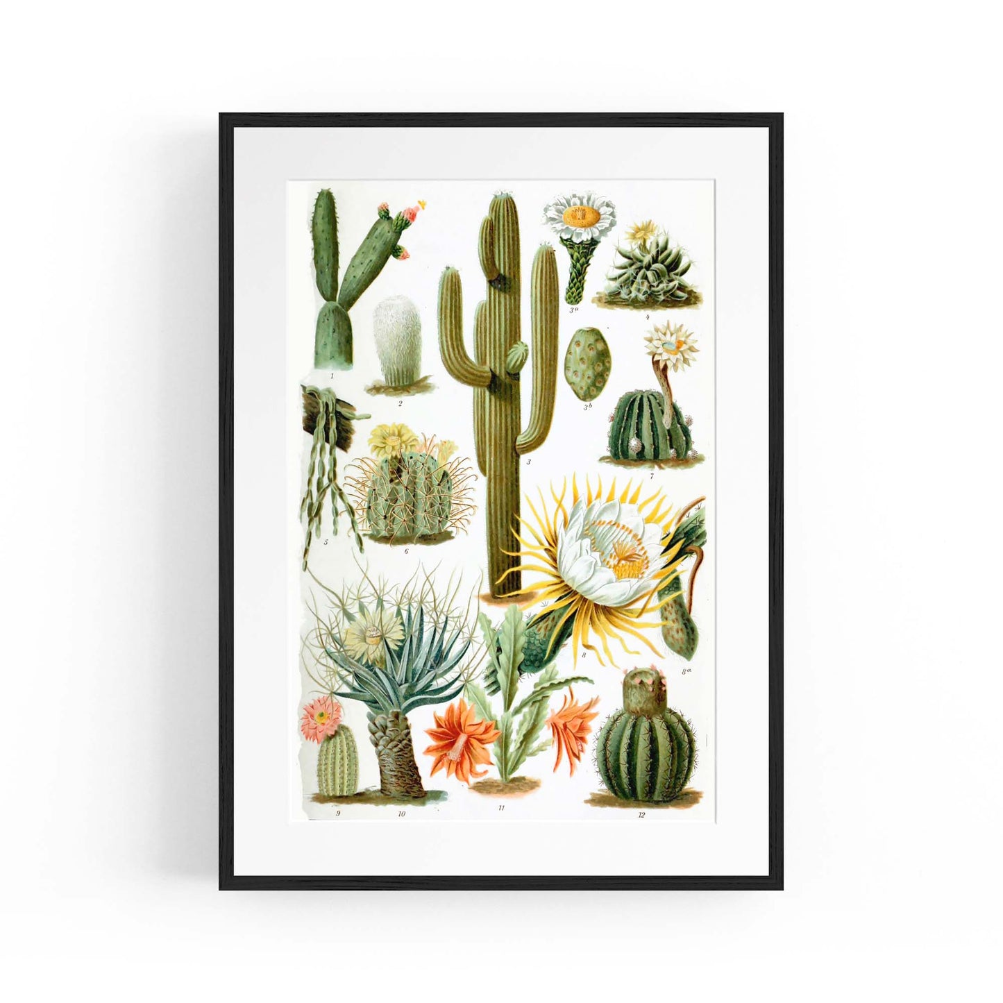 Cactus Botanical Drawing Kitchen Plant Wall Art - The Affordable Art Company