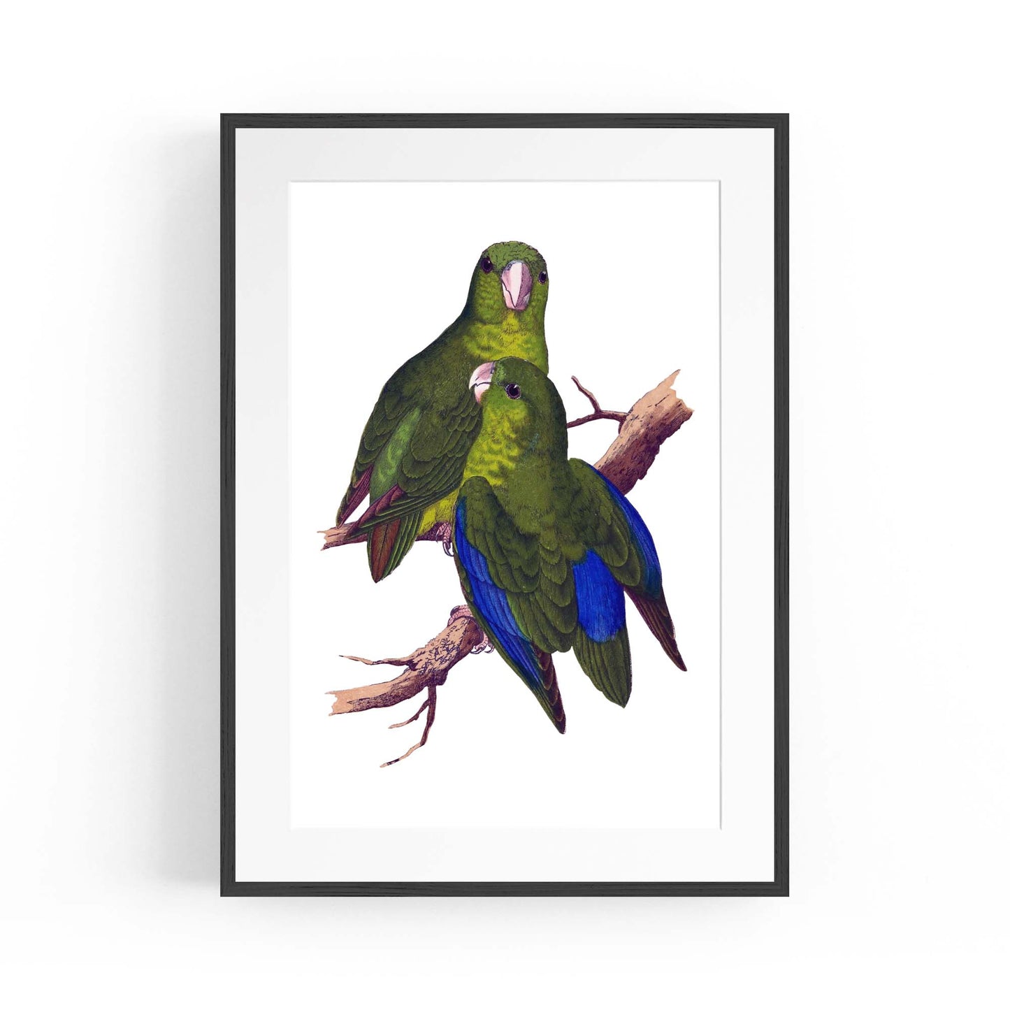 Blue-Winged Parakeet Exotic Bird Drawing Wall Art - The Affordable Art Company