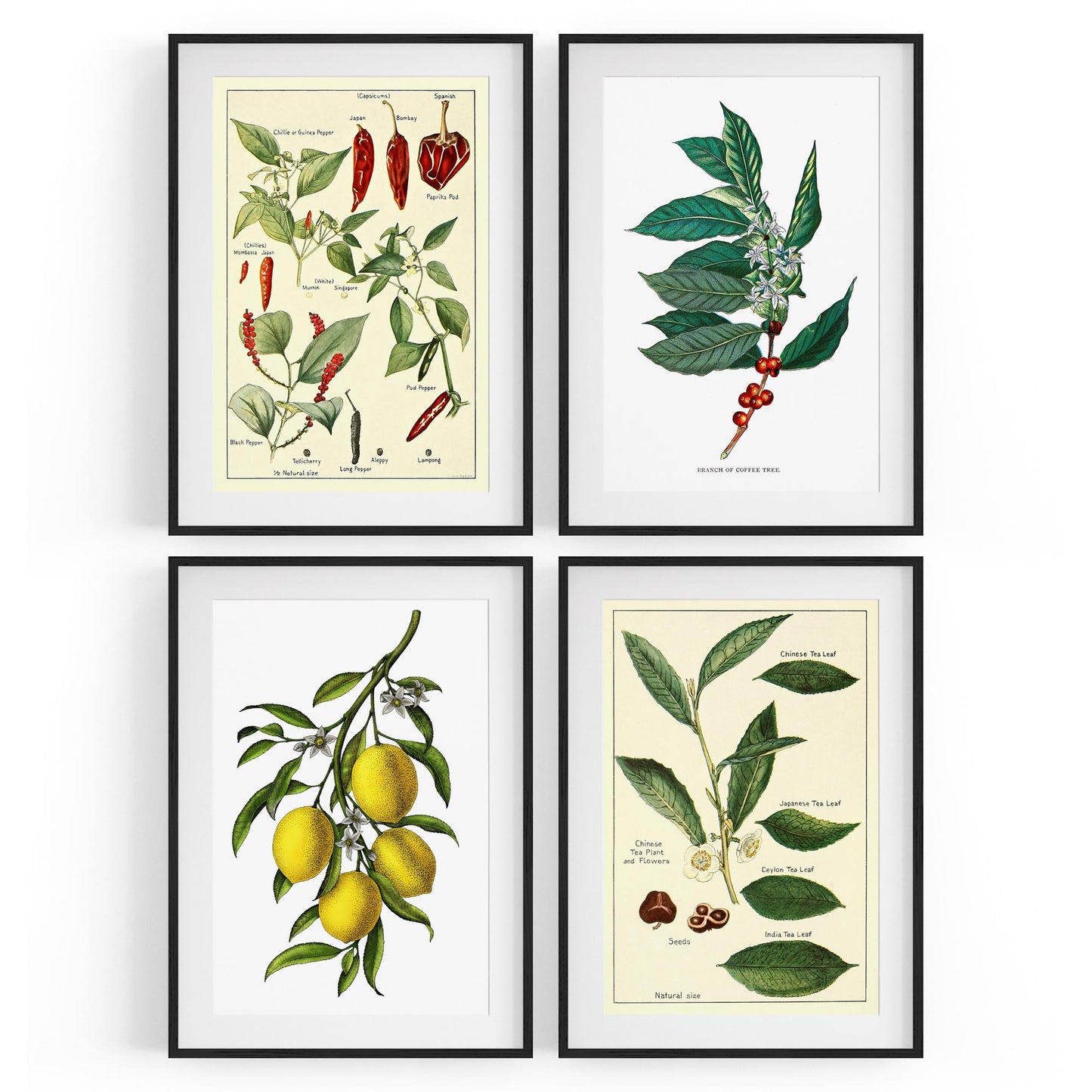 Set of 4 Vintage Botanical Kitchen Food Drawing Wall Art - The Affordable Art Company