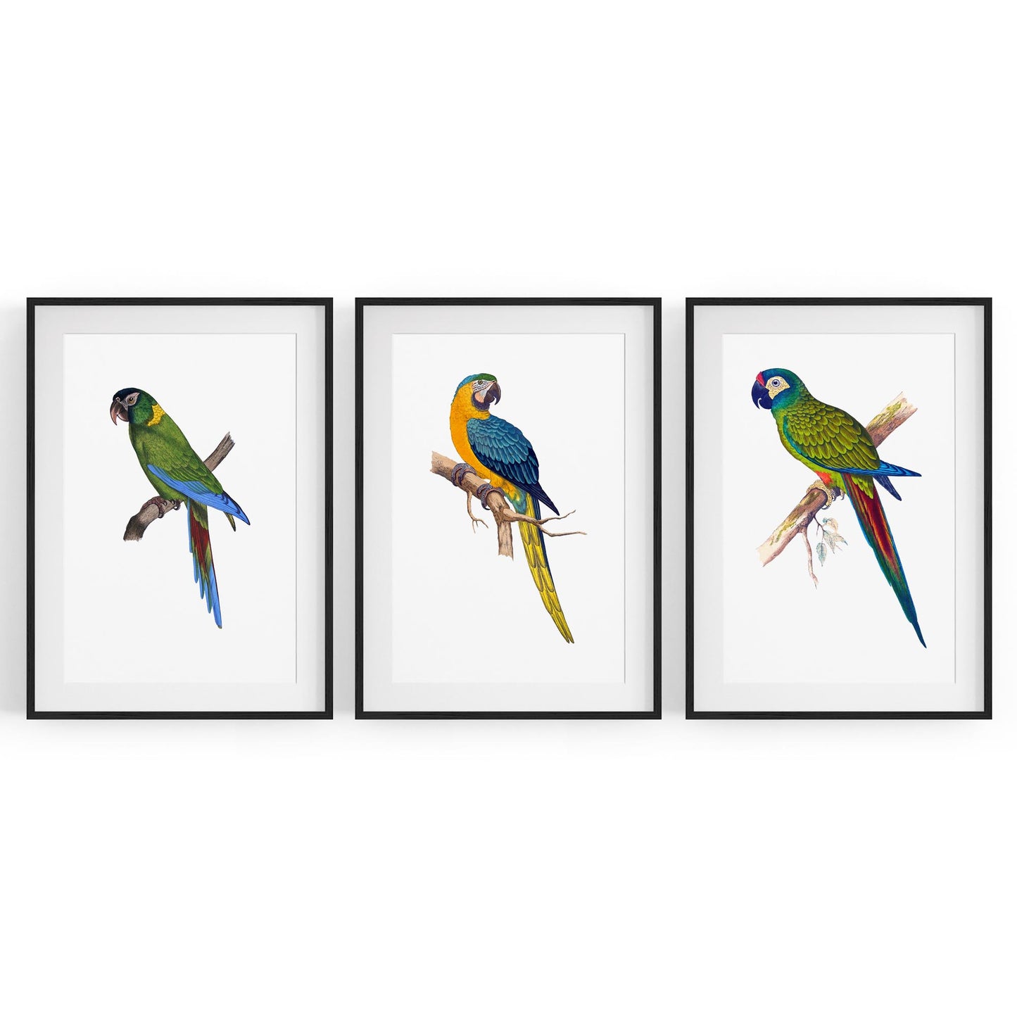 Set of Exotic Bird Drawings Australian Wall Art - The Affordable Art Company