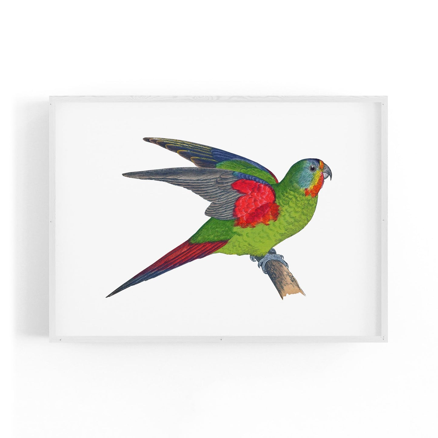 Swift Lorikeet Exotic Bird Drawing Wall Art - The Affordable Art Company