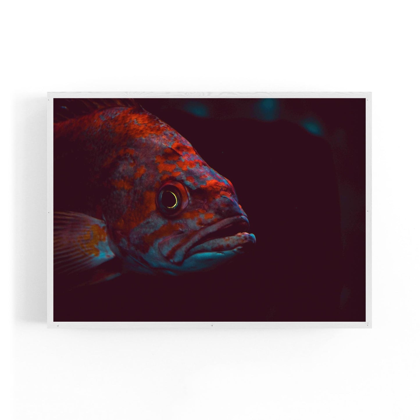 Majestic Fish Minimal Photograph Wall Art - The Affordable Art Company