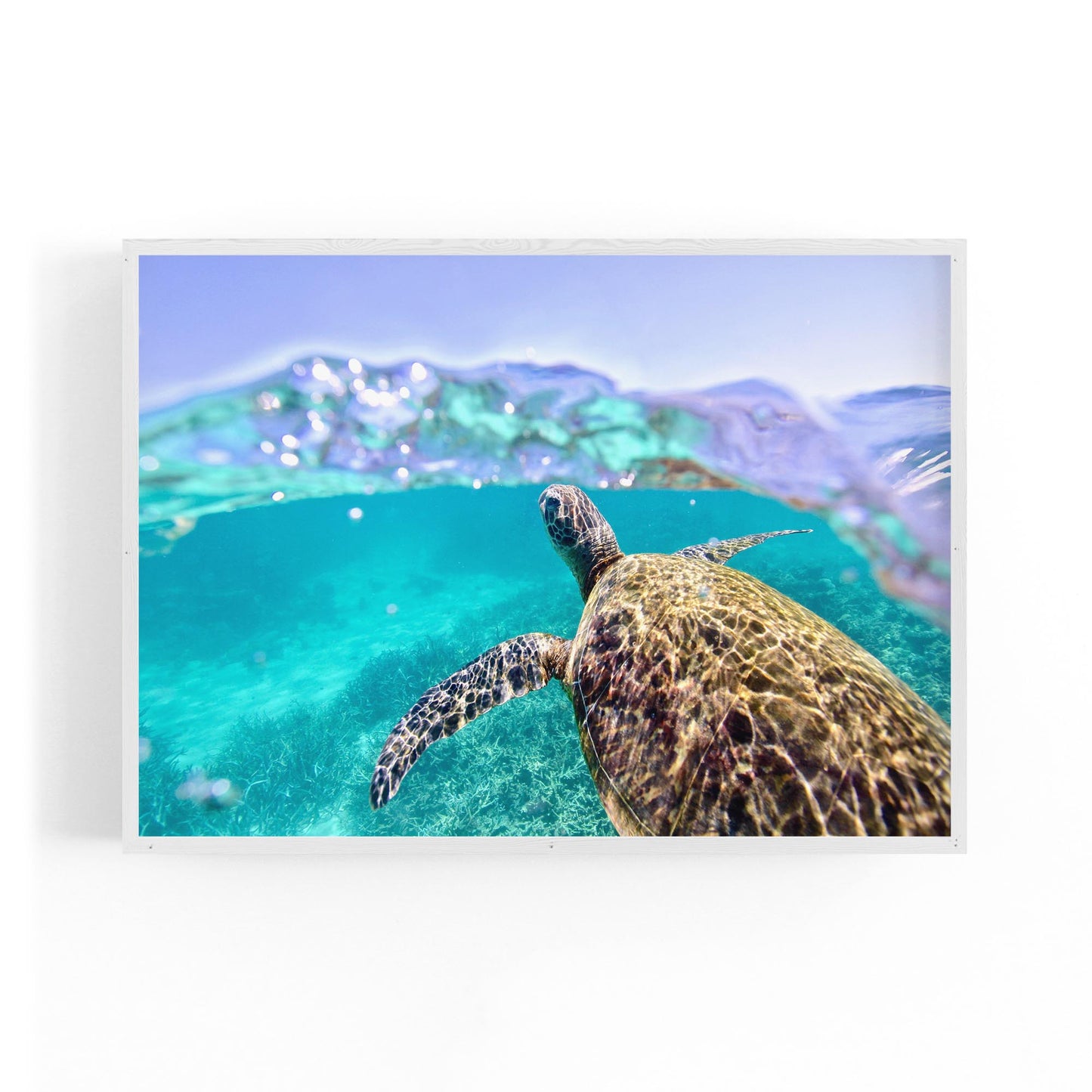 Green Sea Turtle, Ningaloo Reef Photograph Art - The Affordable Art Company