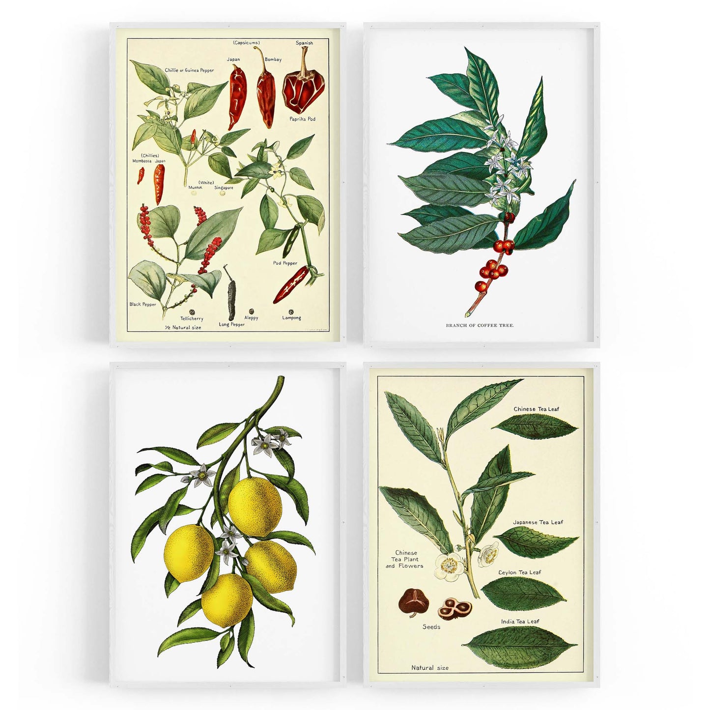 Set of 4 Vintage Botanical Kitchen Food Drawing Wall Art - The Affordable Art Company