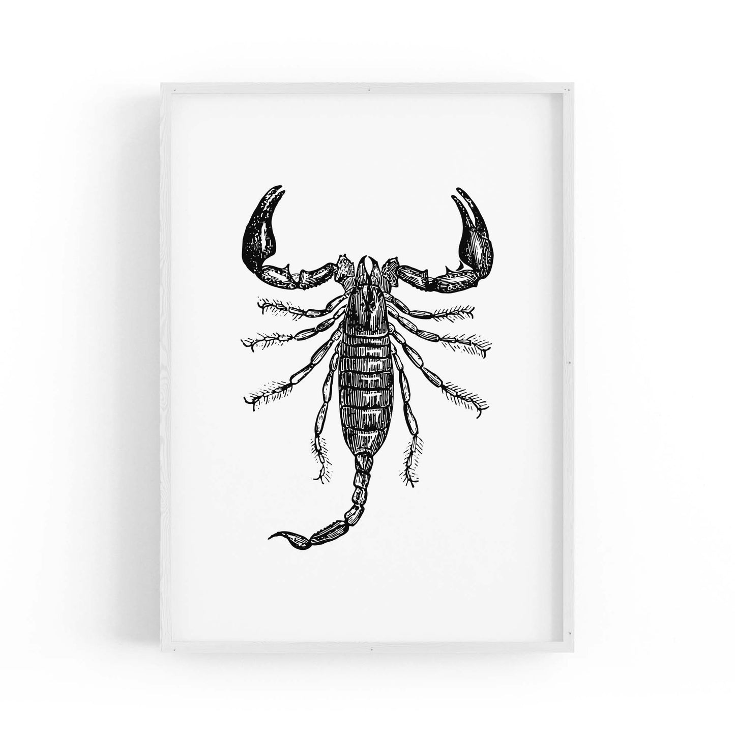 Scorpion Drawing Insect Man Cave Wall Art - The Affordable Art Company