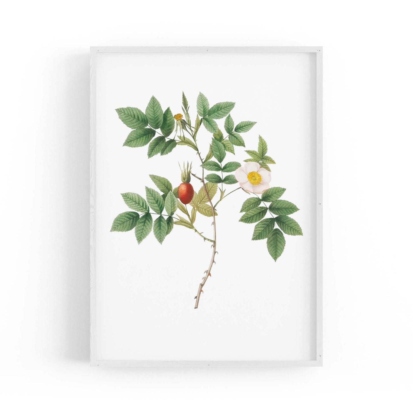 Flower Botanical Painting Kitchen Hallway Wall Art #46 - The Affordable Art Company