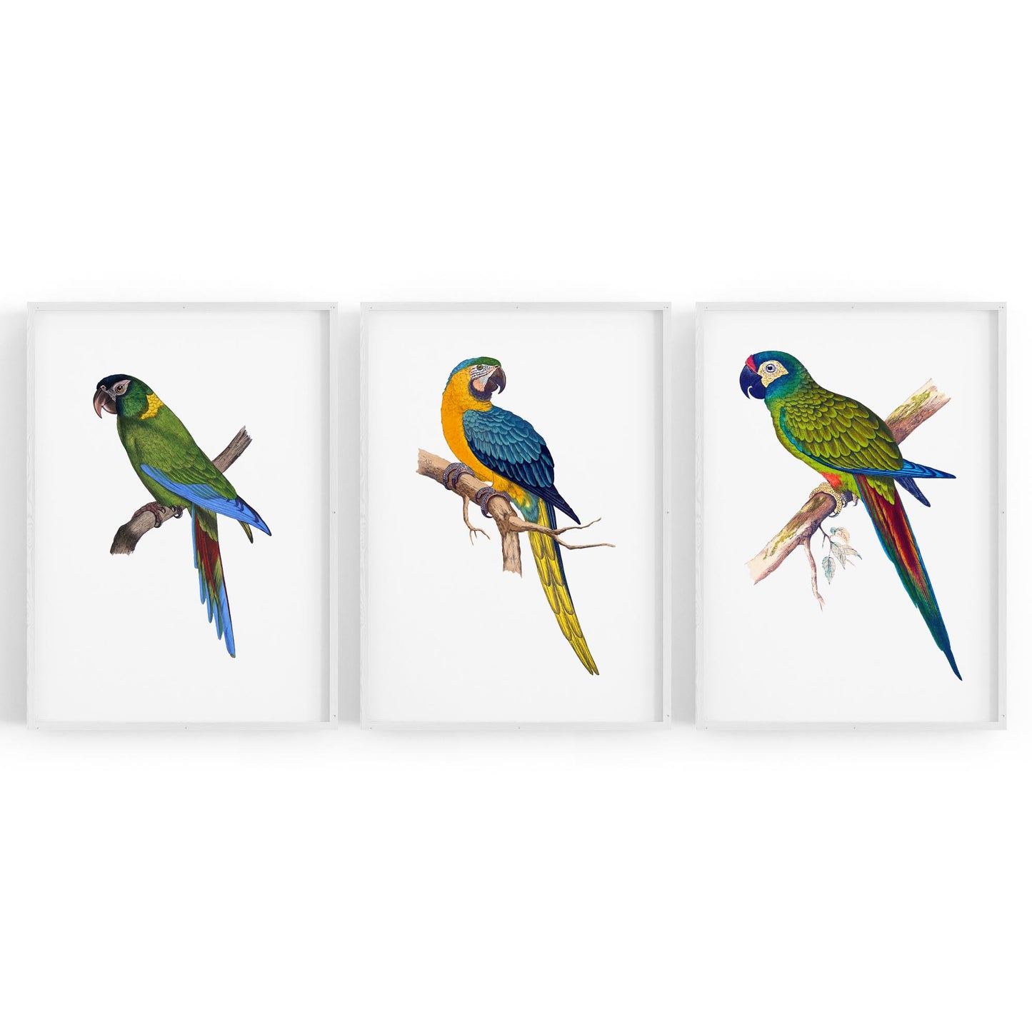 Set of Exotic Bird Drawings Australian Wall Art - The Affordable Art Company