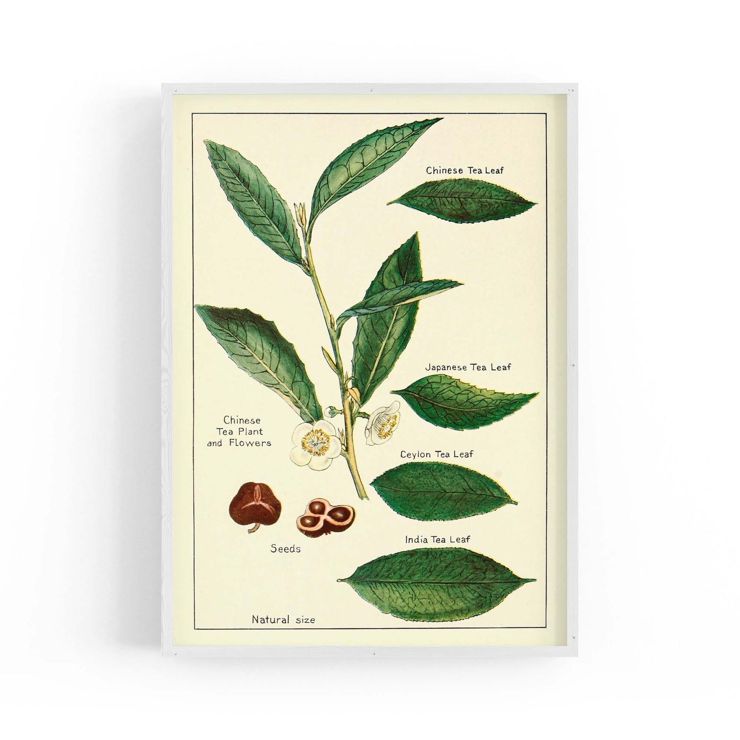 Green Tea Botanical Drawing Kitchen Wall Art - The Affordable Art Company