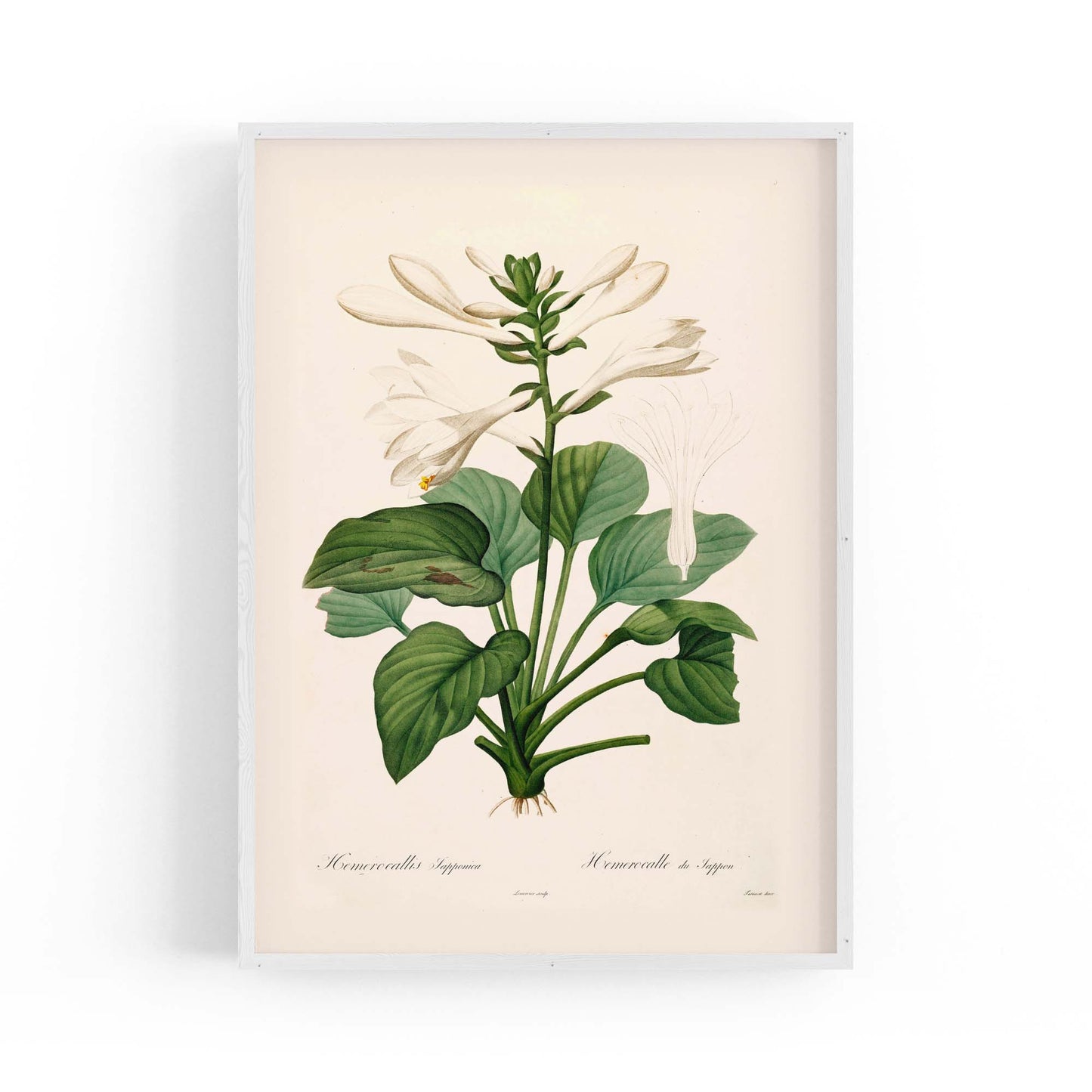 White Flower Vintage Botanical Kitchen Wall Art #2 - The Affordable Art Company