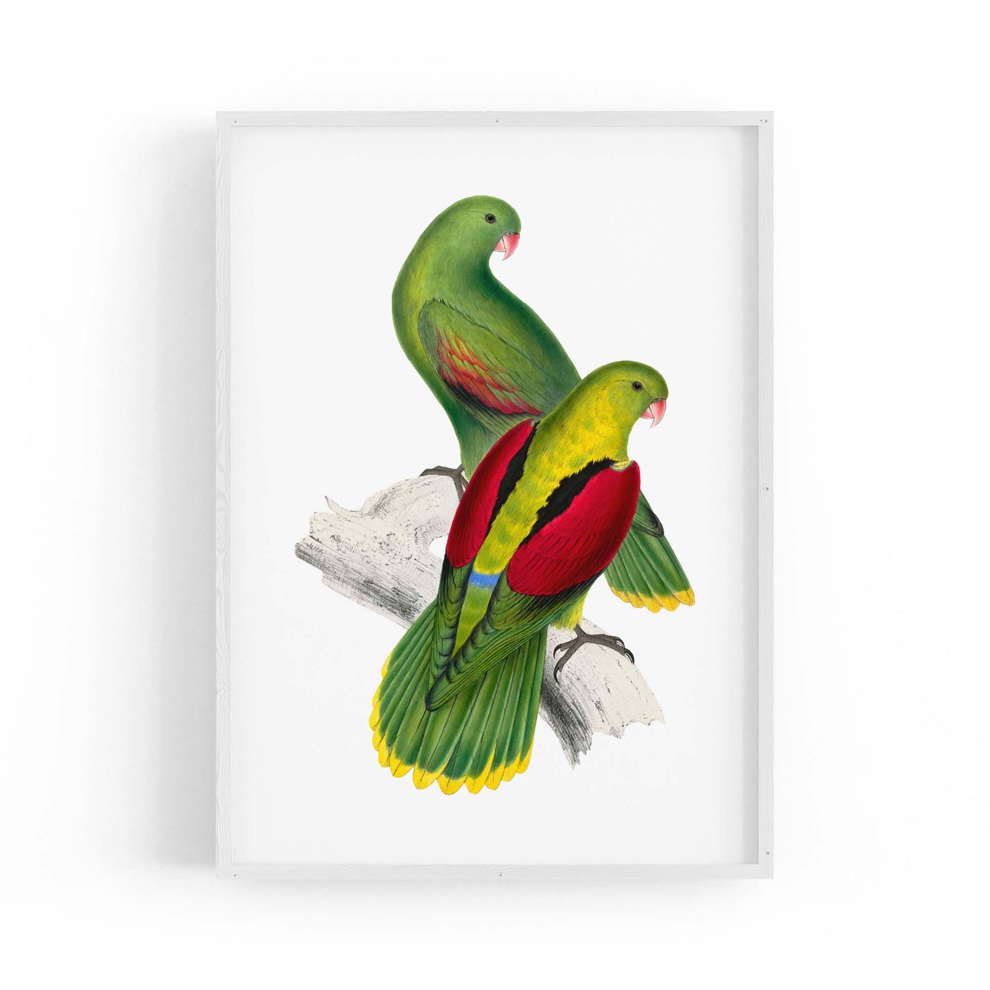 Crimson Winged Parakeet Exotic Bird Wall Art - The Affordable Art Company