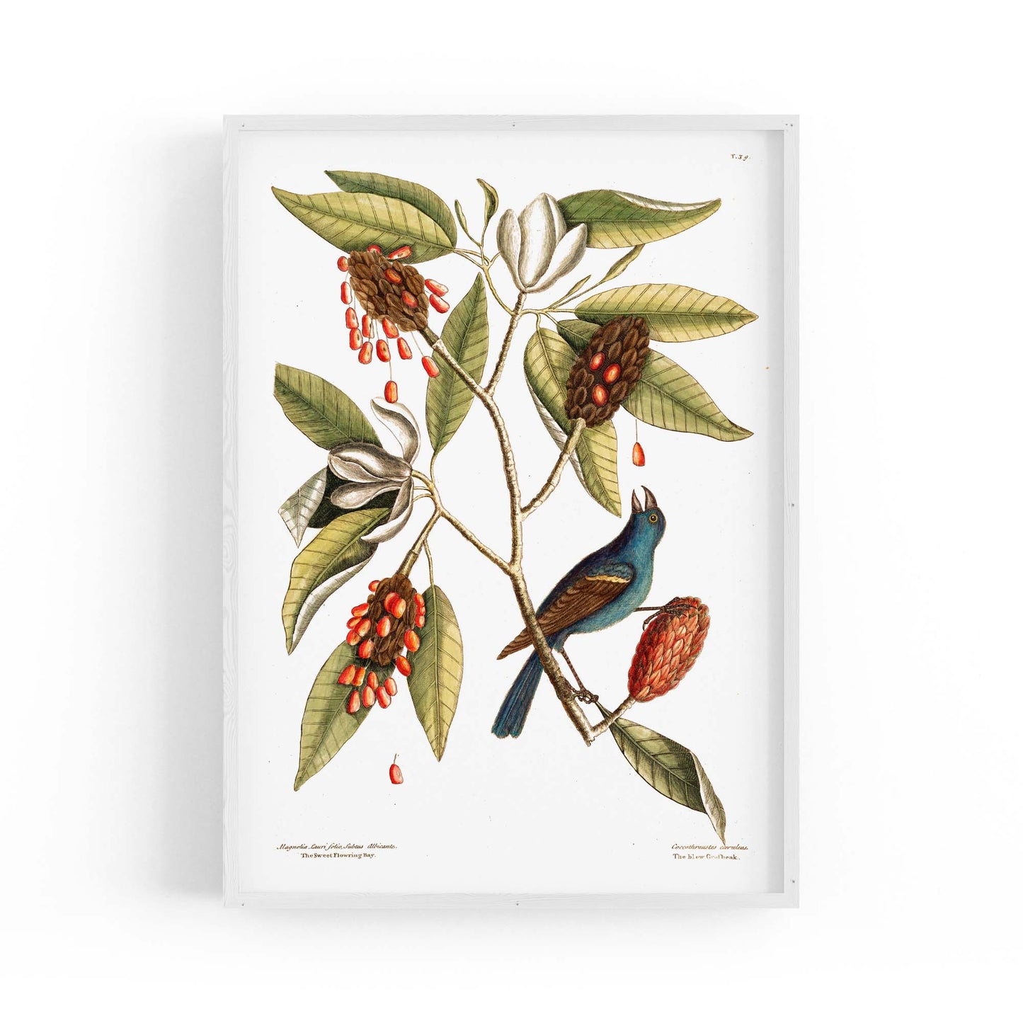 Sweet Bay Flower Botanical Kitchen Wall Art - The Affordable Art Company