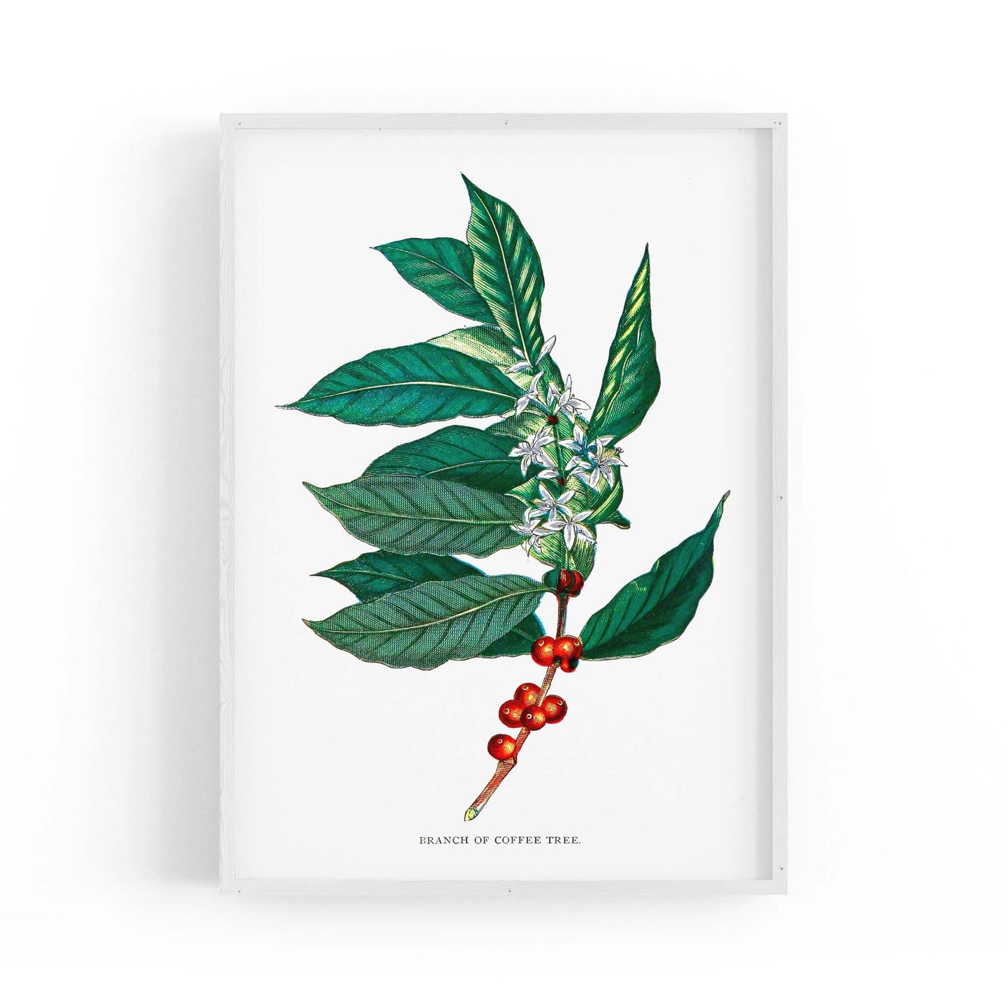 Coffee Branch Botanical Kitchen Cafe Wall Art #2 - The Affordable Art Company