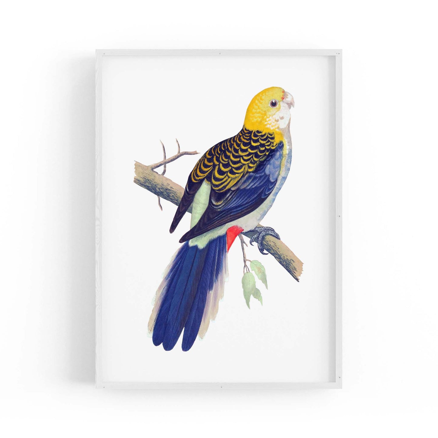 Pale Headed Rosella Exotic Bird Drawing Wall Art - The Affordable Art Company